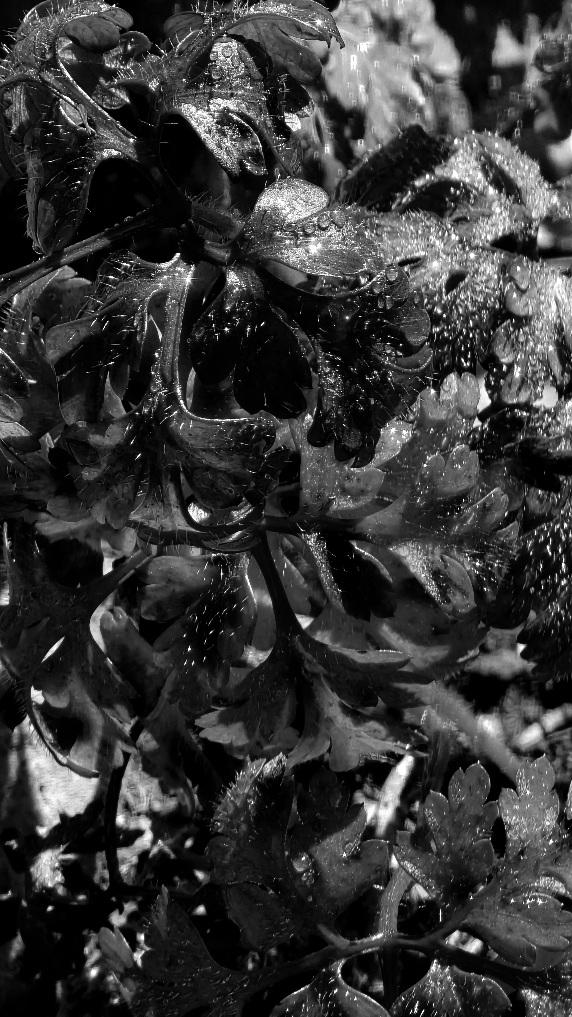 Newsletter #007: Impermanence