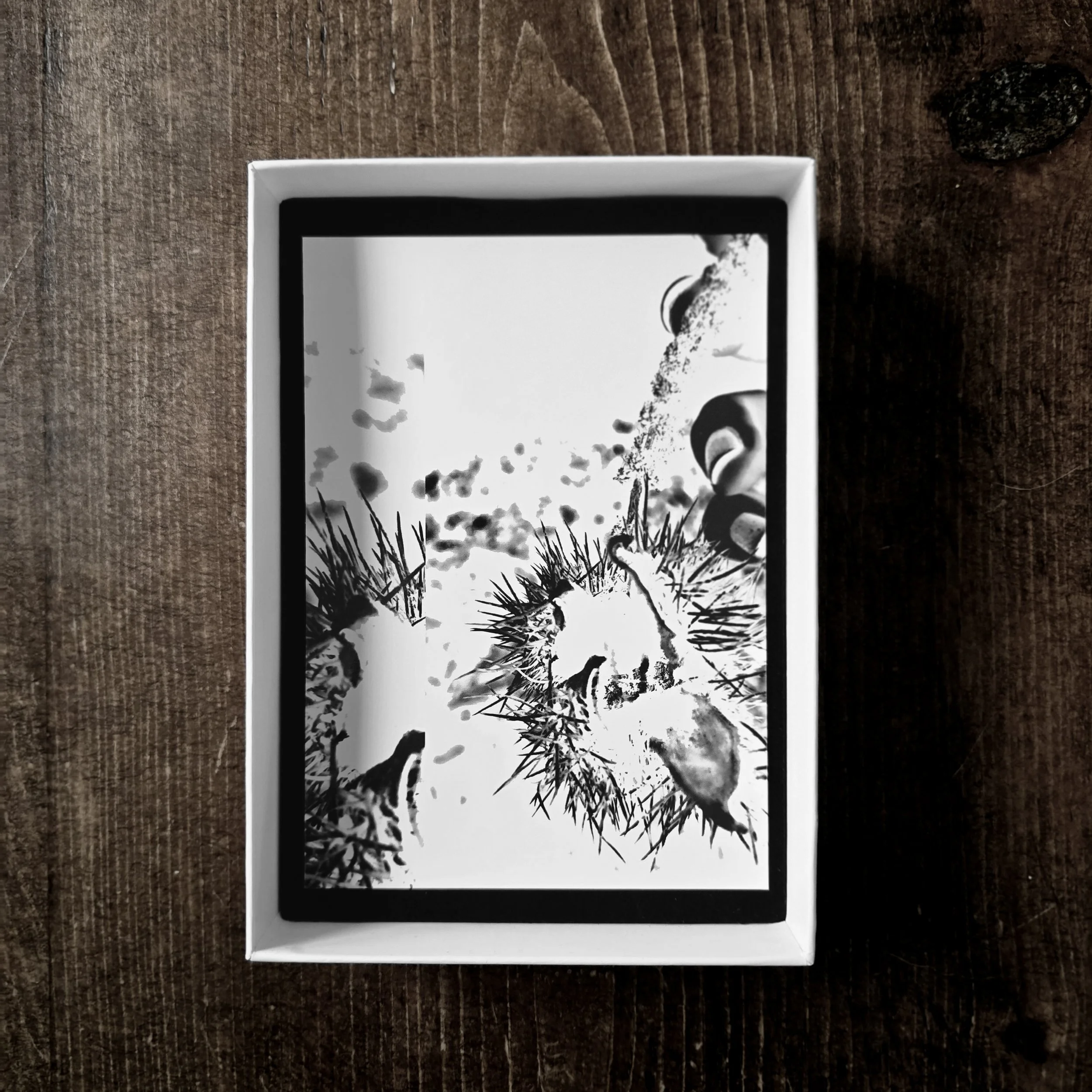 Forbidden Fruit ©Cindy Fournier March 2026 – Photography Art Print – A6 recto.jpg