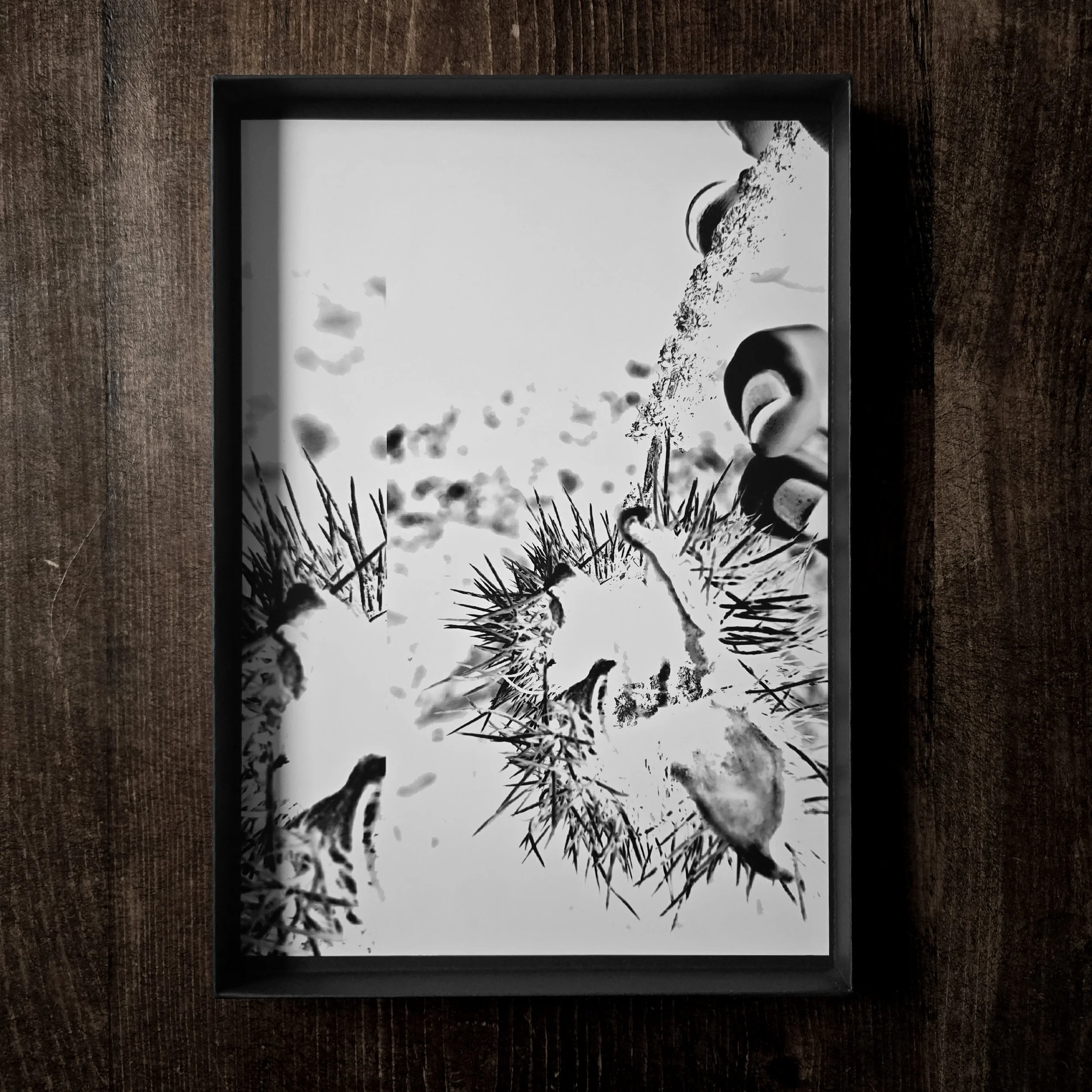 Forbidden Fruit ©Cindy Fournier March 2026 – Photography Art Print – A4 poster recto.jpg