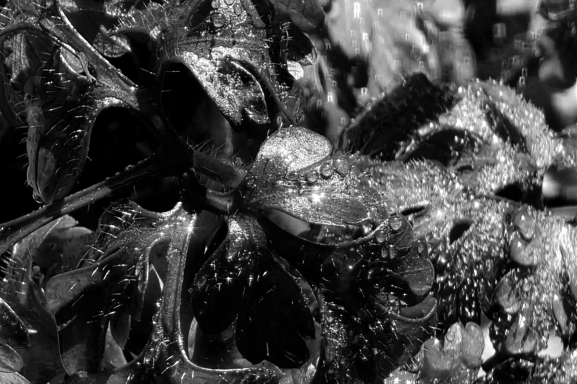 Newsletter #007: Impermanence