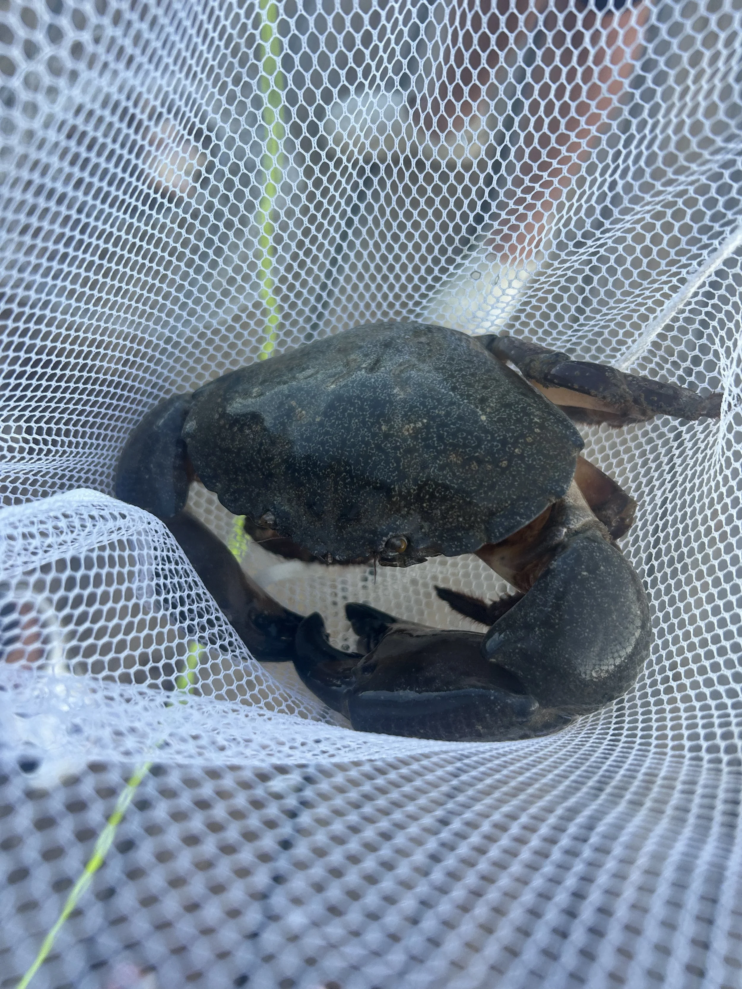 Stone Crab