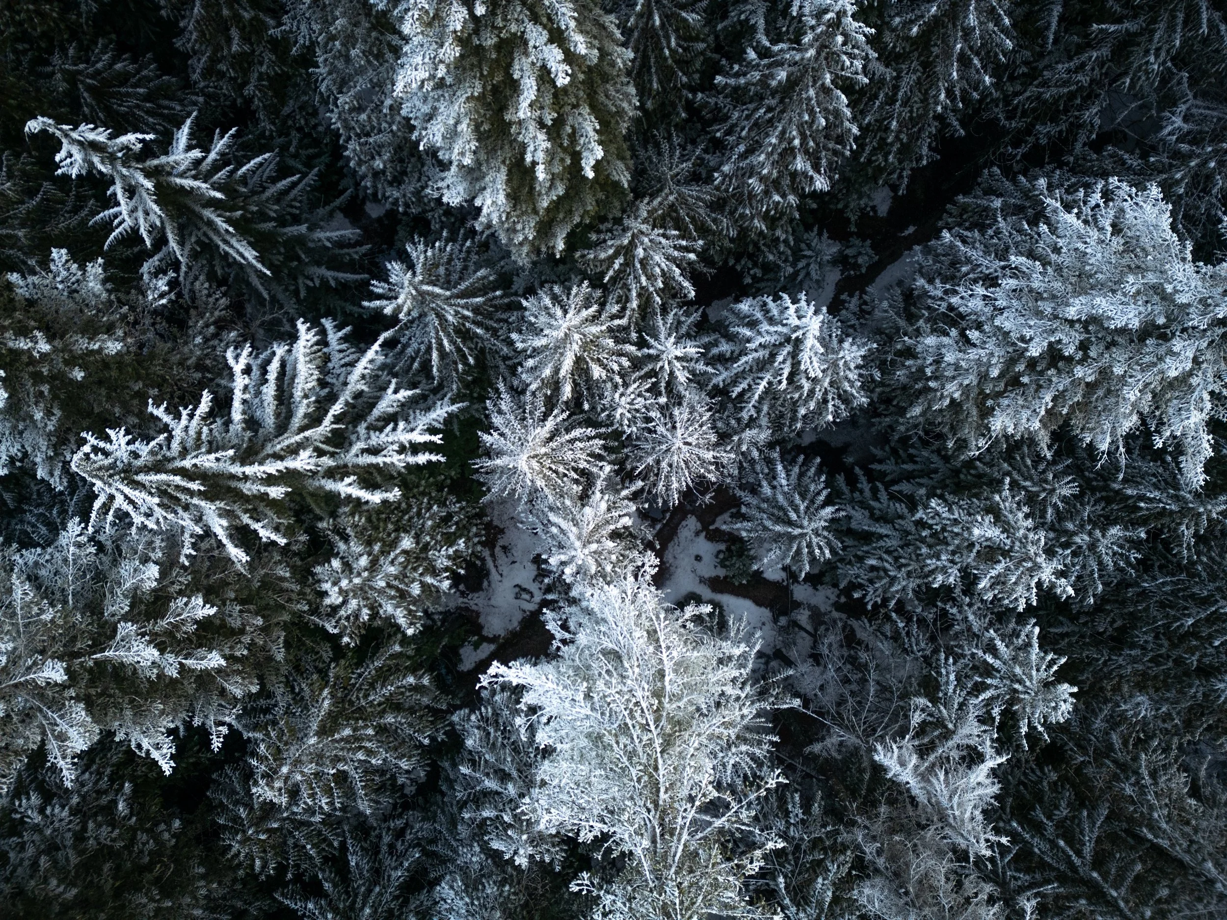 DJI_0181.jpg