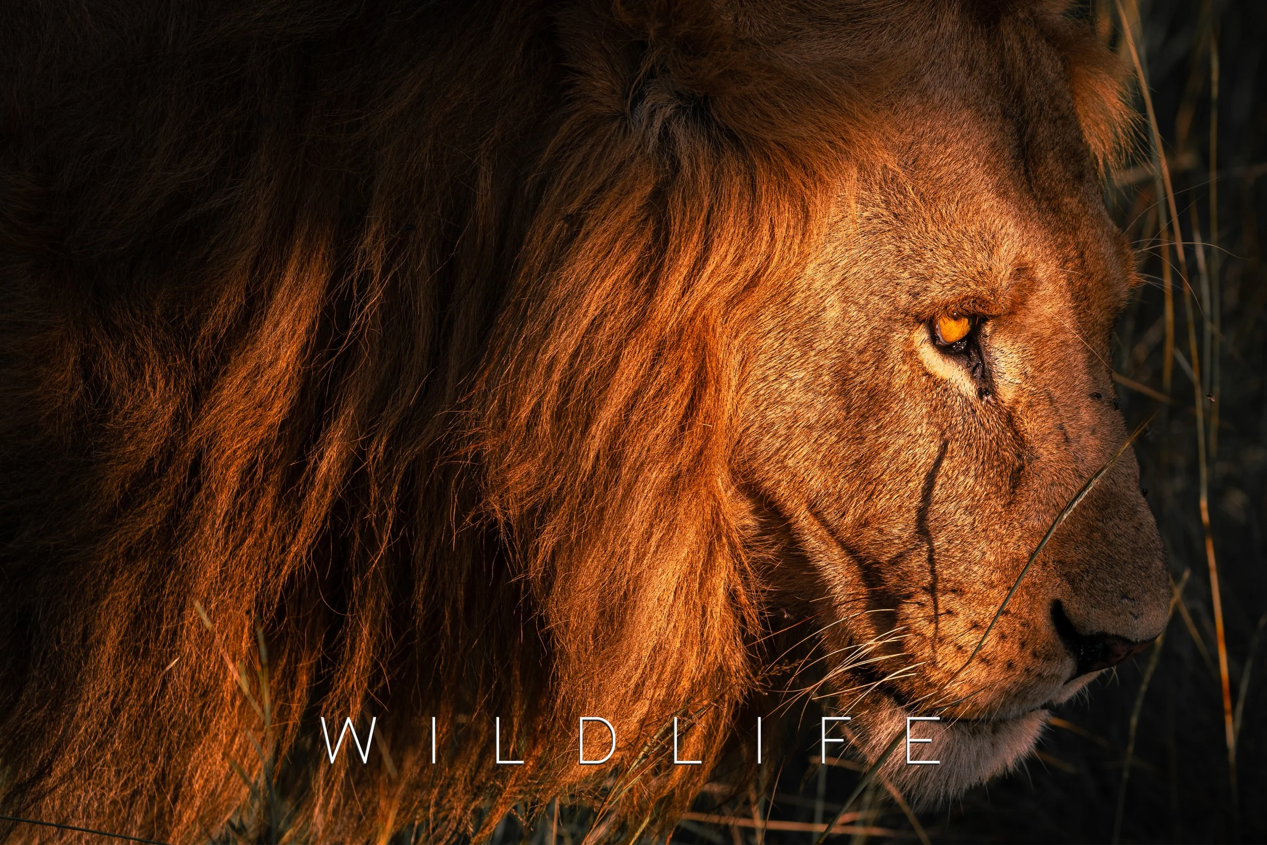 WILDLIFE.jpg