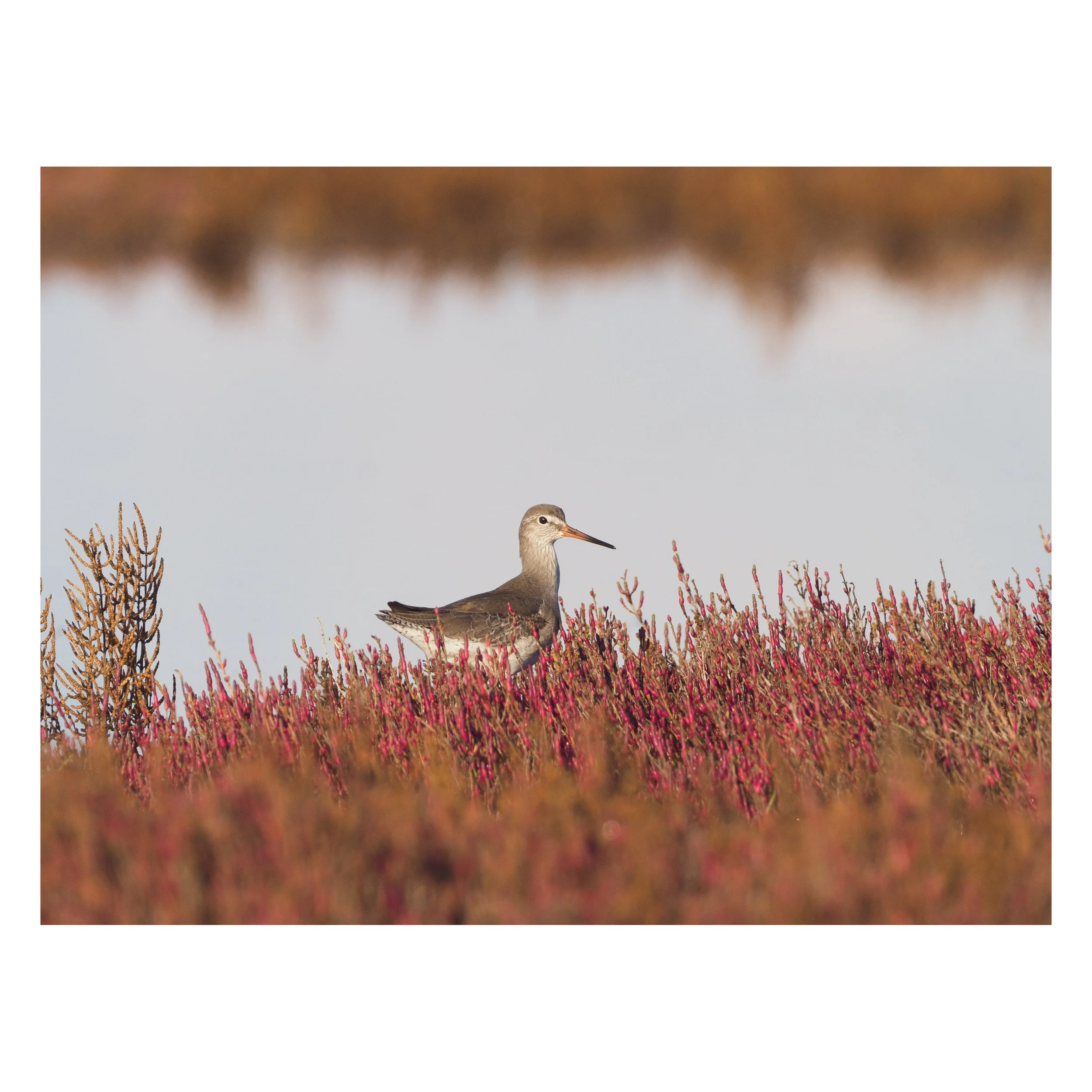 Bird photography workshop in Gialova lagoon, Messinia / Greece