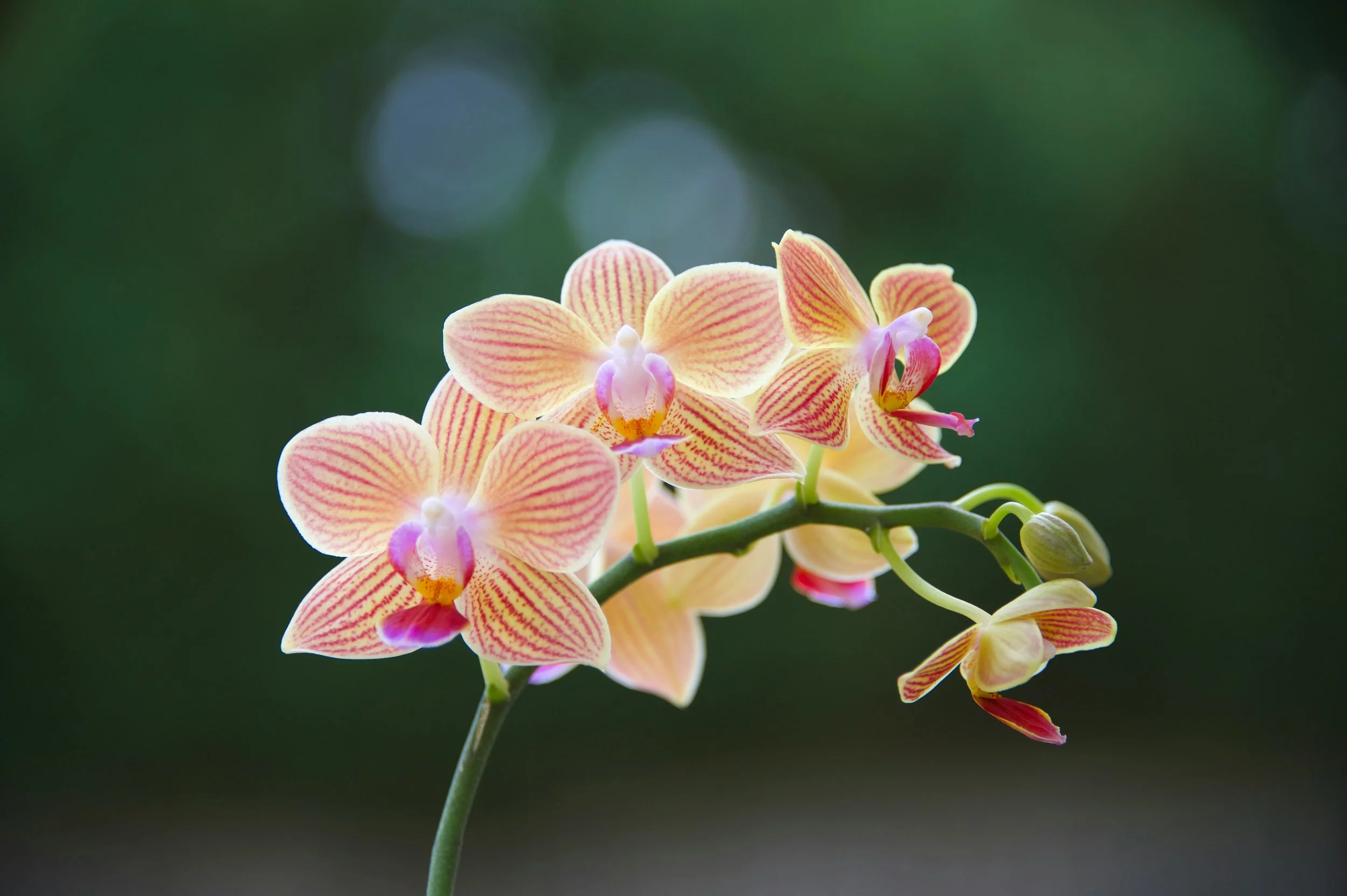 Boho Orchid Mounting Workshop