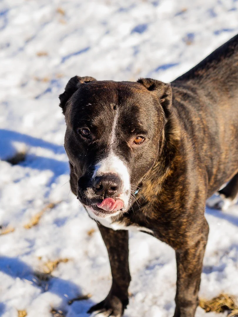 Boarding — The Doghouse Academy