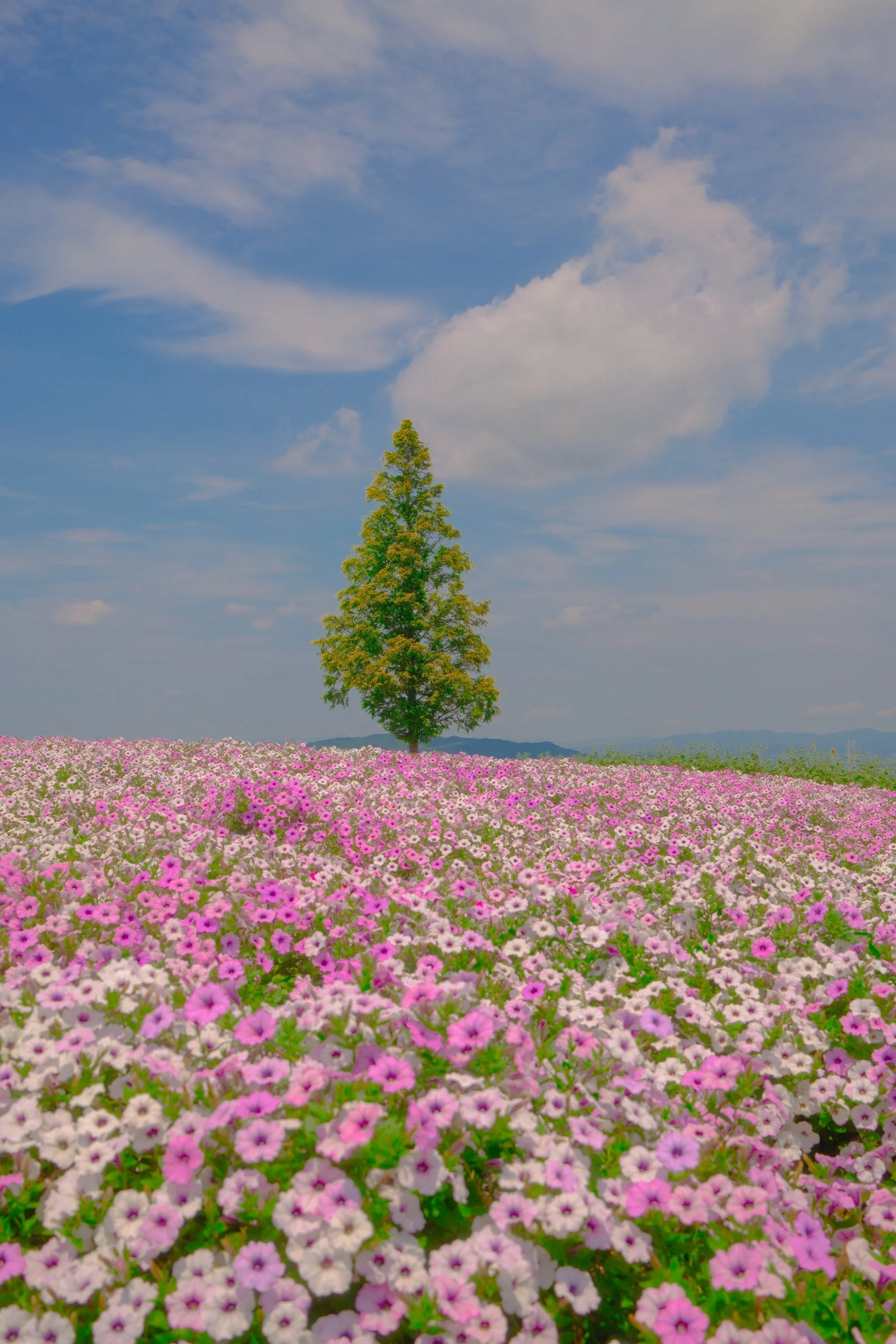 DSCF9701-2.jpg