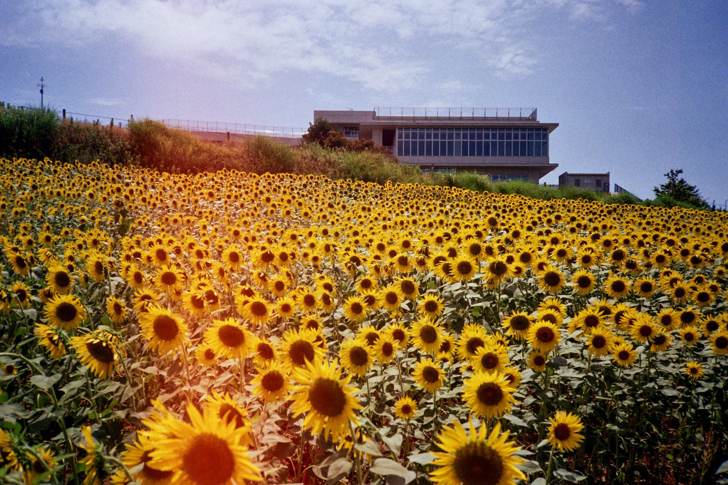 Japan’s Setouchi Region on 35mm Film
