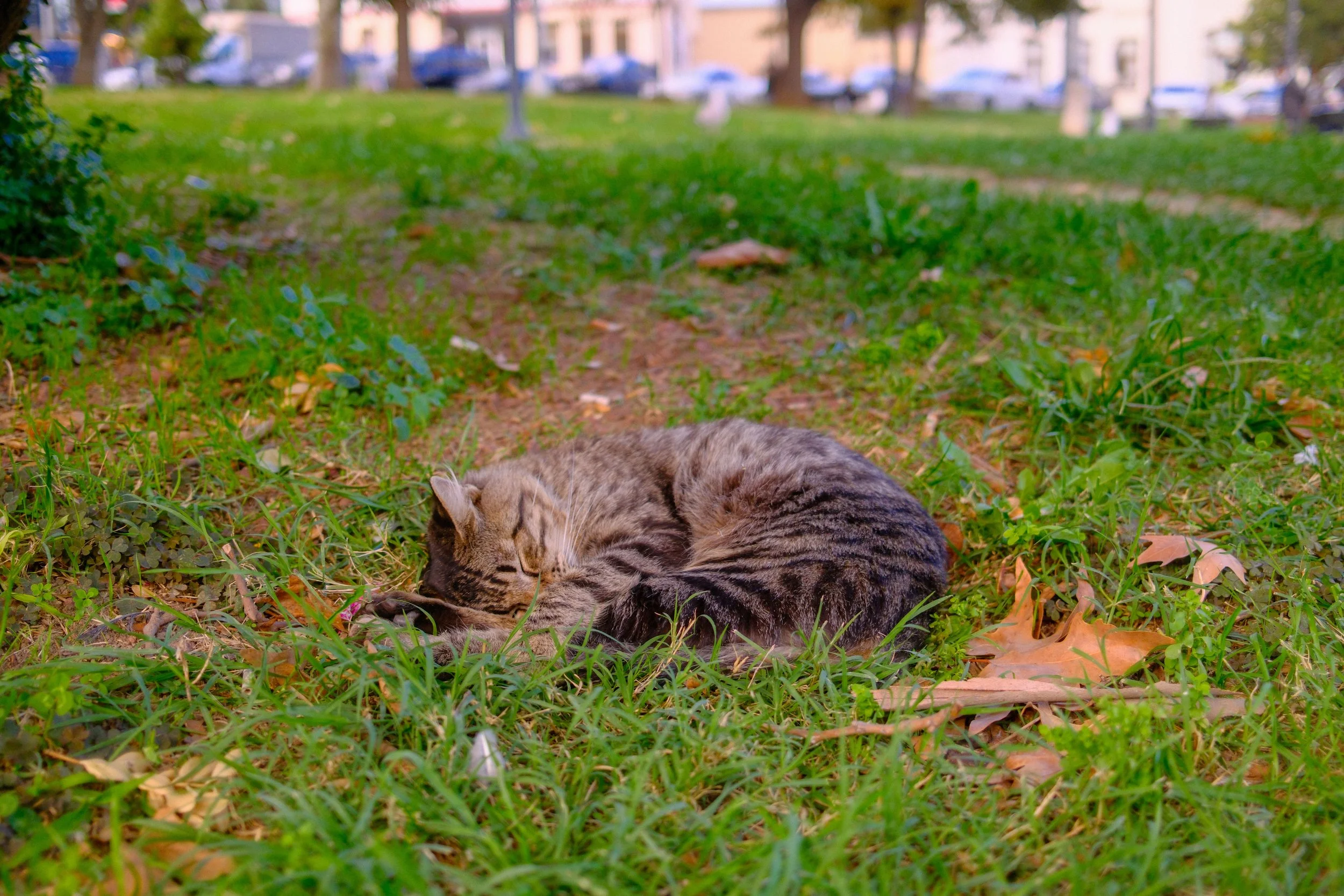 DSCF0098.JPG