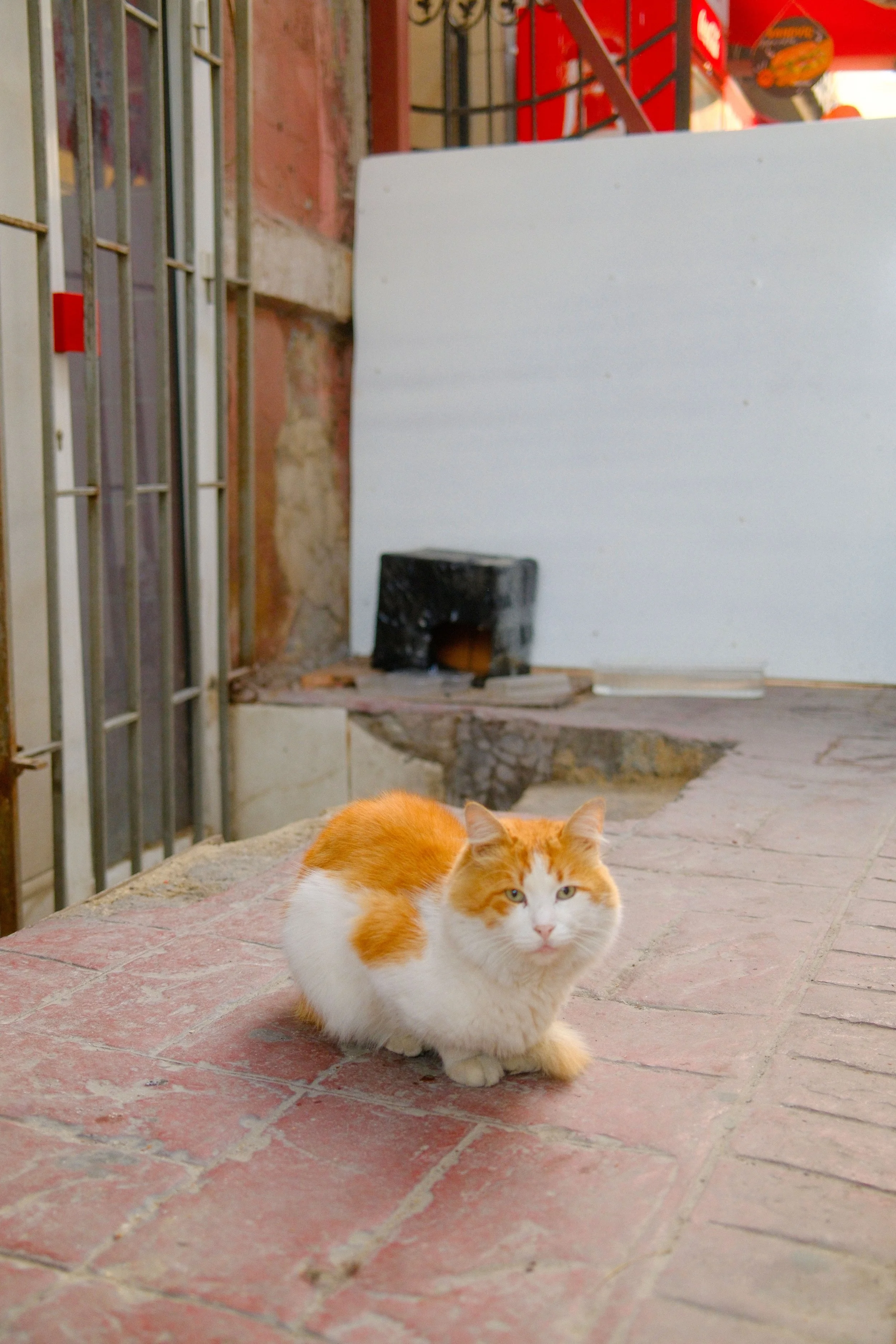 DSCF0262.JPG