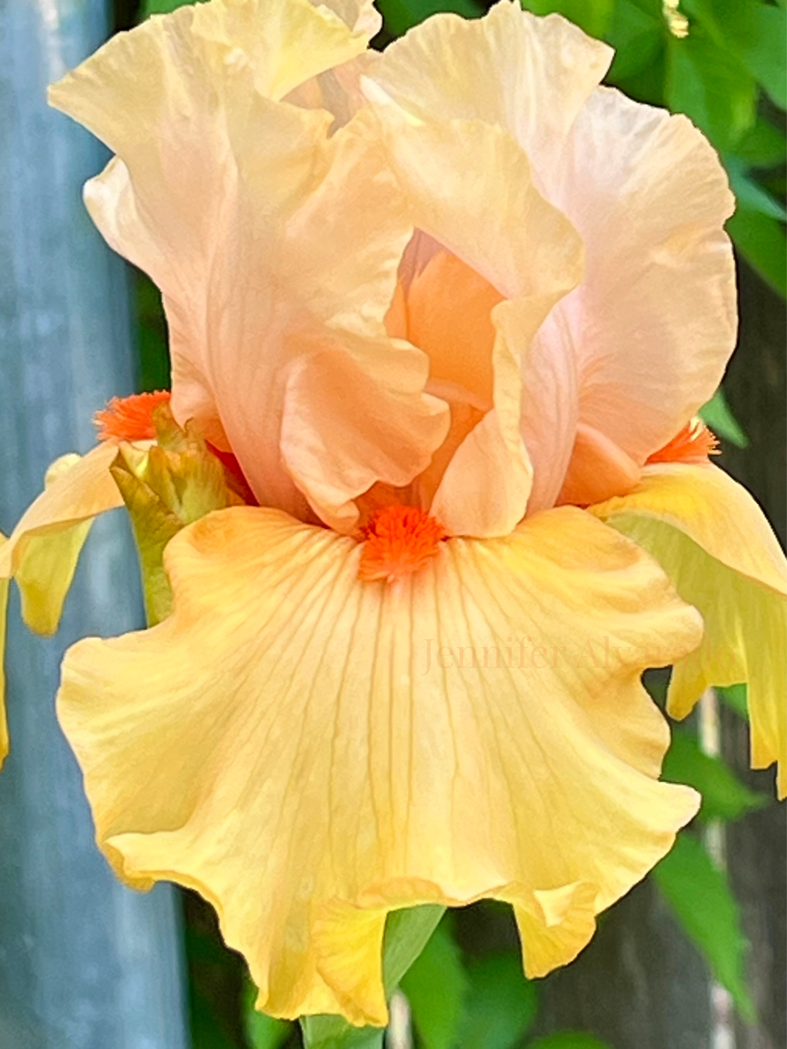 Early to Rise TB Iris