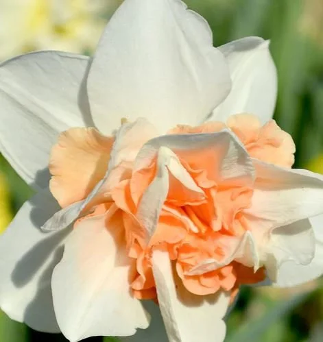 Replete Daffodil- 10 pack