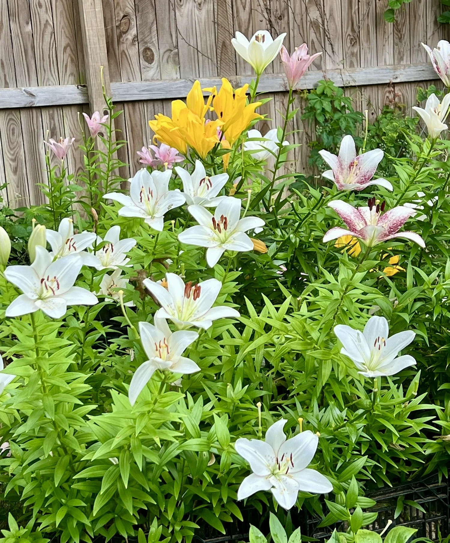 LA Hybrid Lilies- Bulk Bulb Pack for Cutting Garden — Denison Flowers