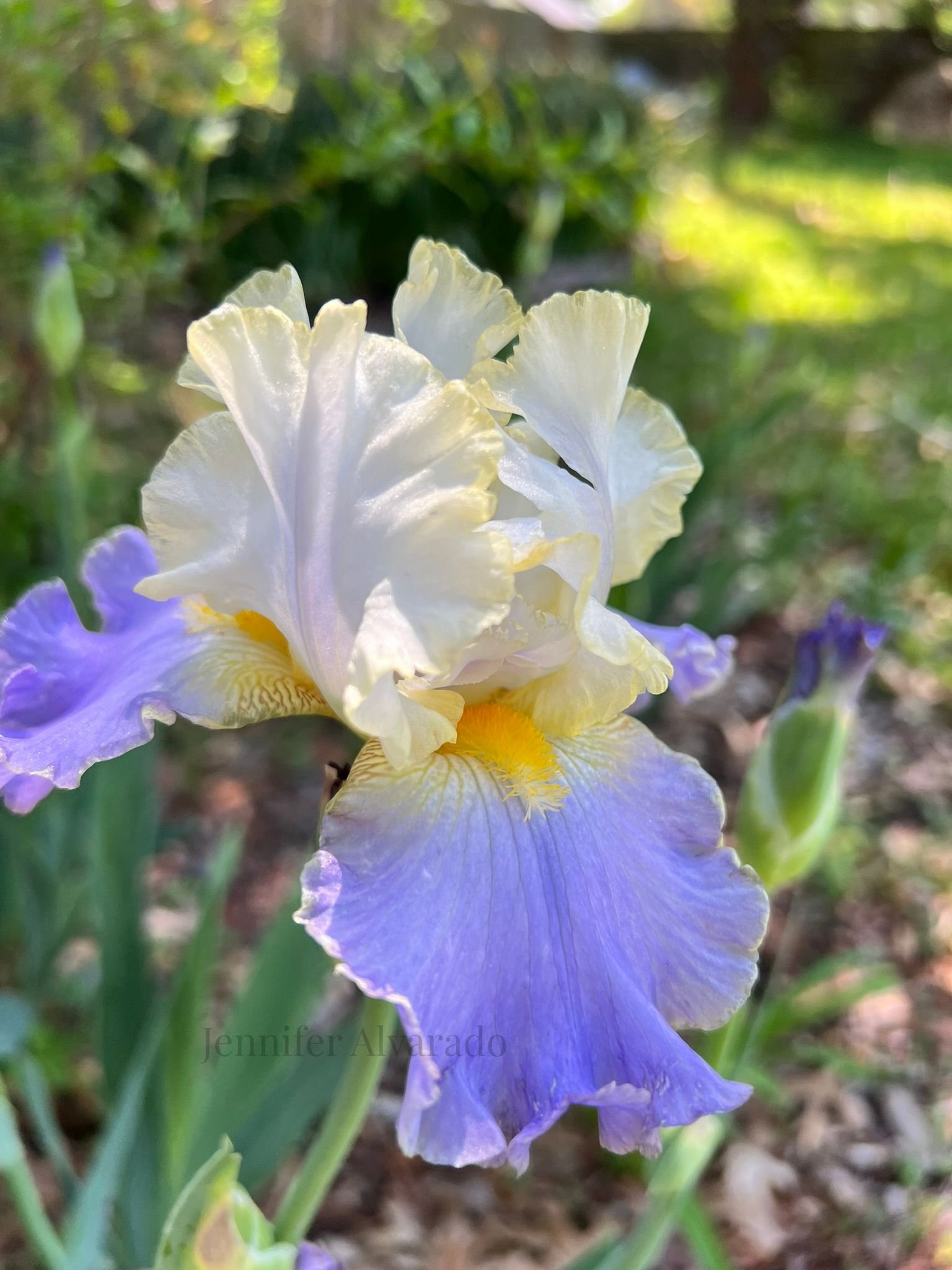 Gilt-Edged Bond Iris