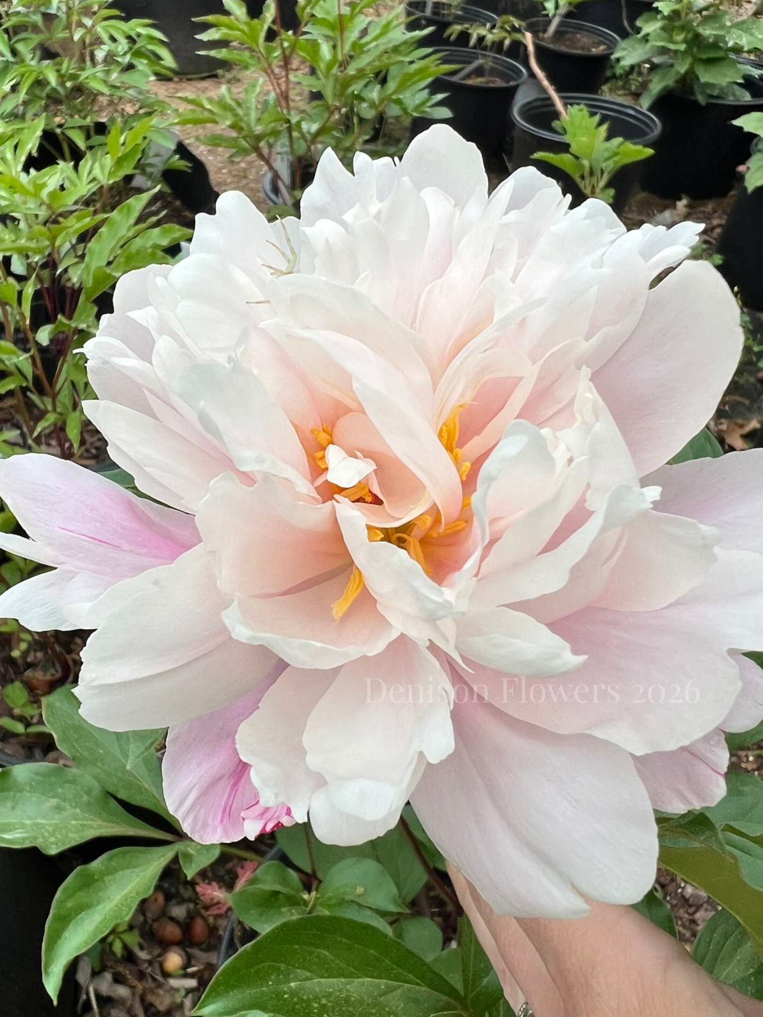 Peaches N Cream Peony