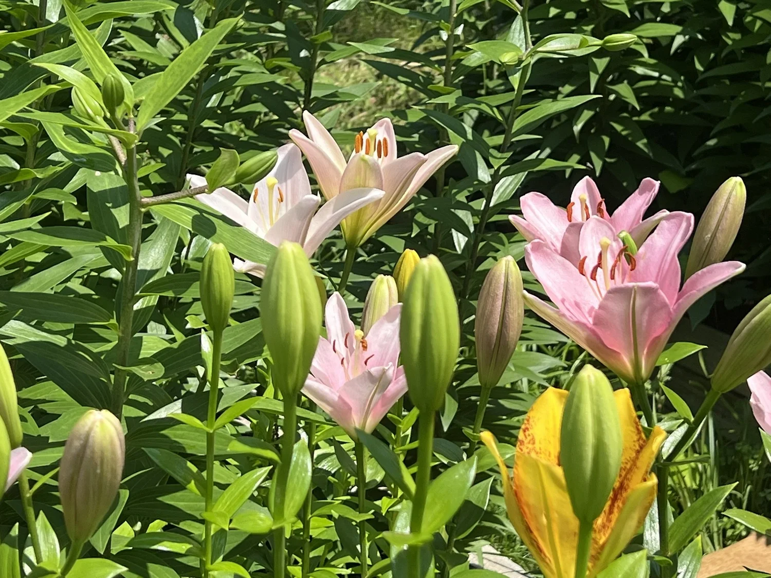 LA Hybrid Lilies- Bulk Bulb Pack for Cutting Garden — Denison Flowers