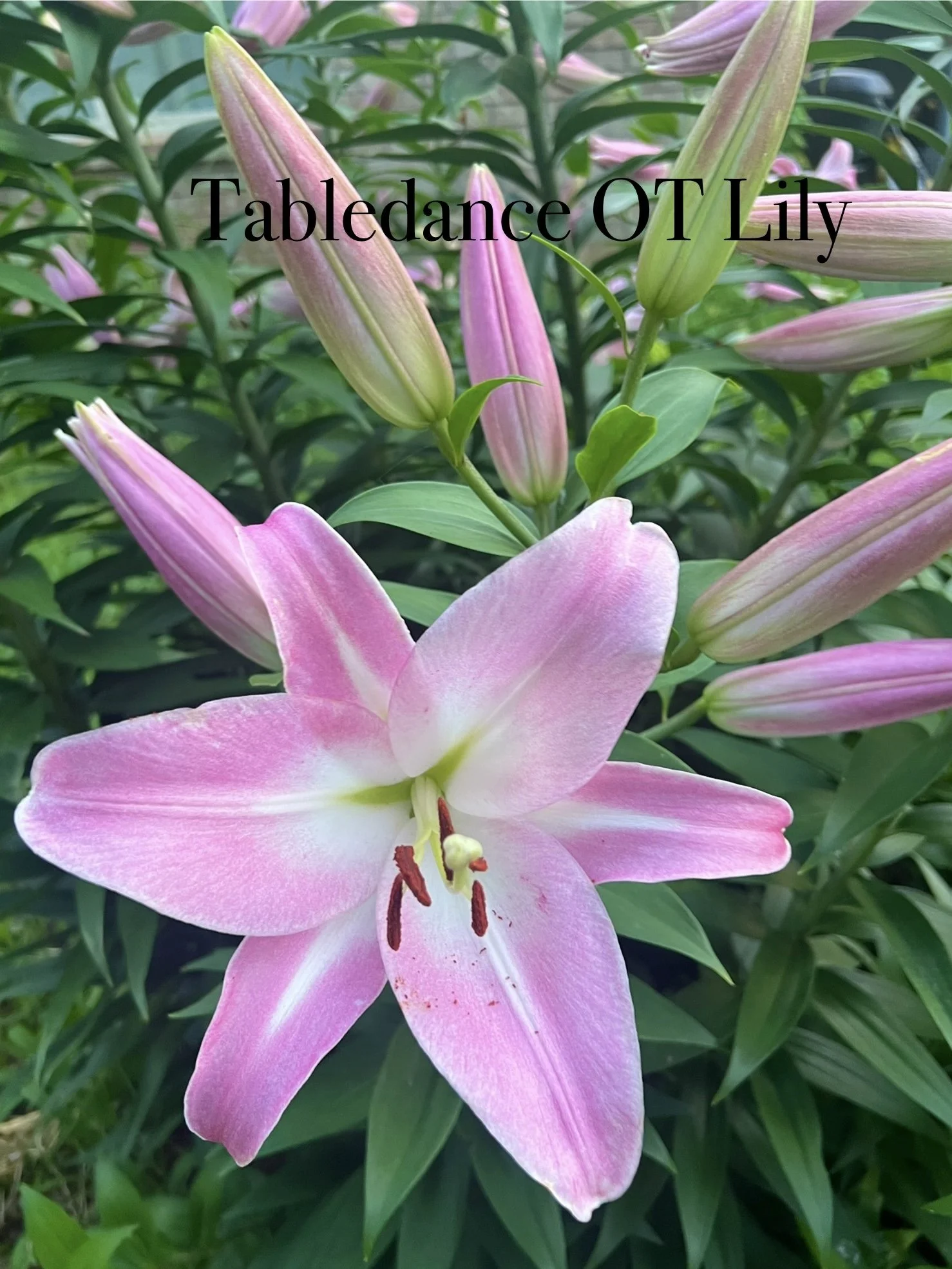Oriental 'tree lily' pink — Denison Flowers