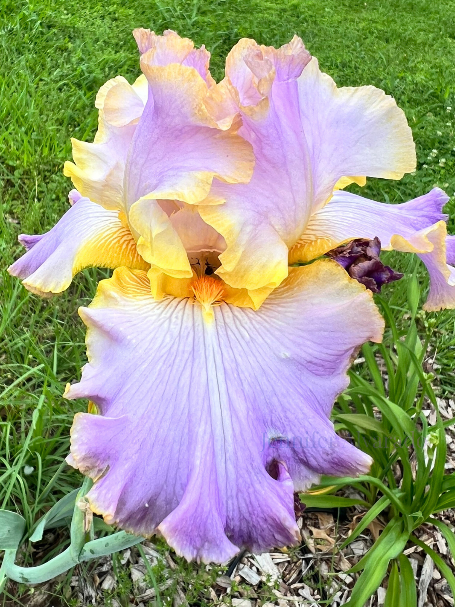 All About Spring- TB Iris