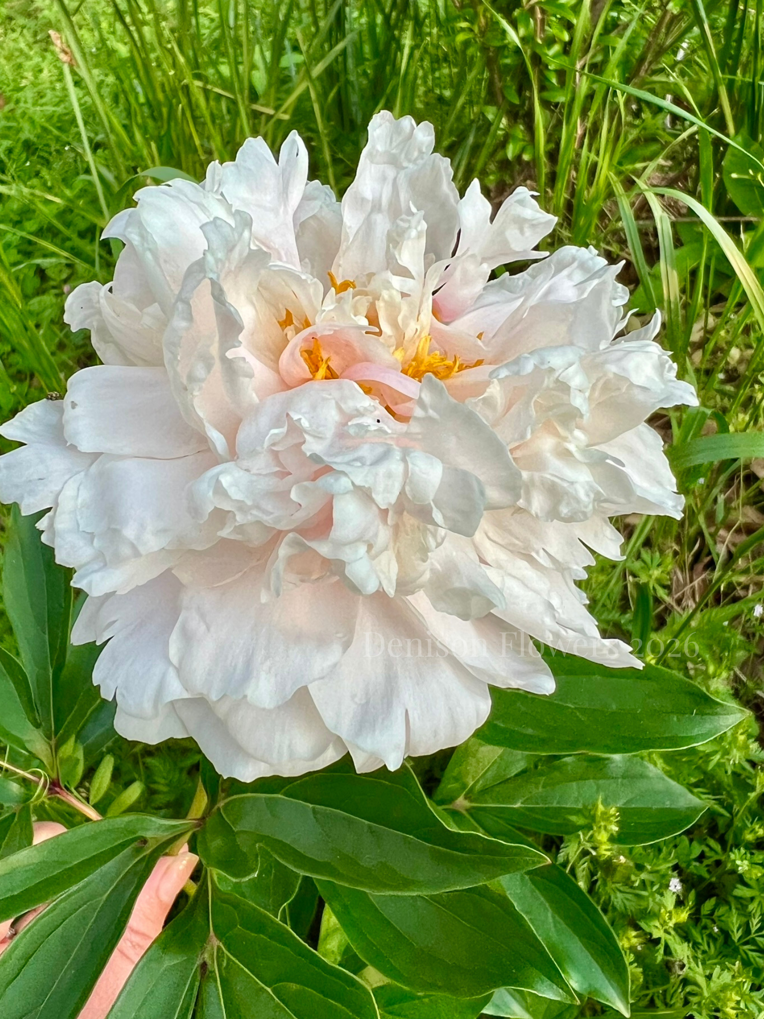 Denison Flowers 2026.png