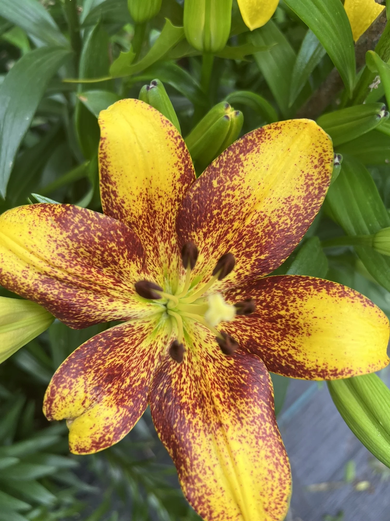 Lily Snowboard Oriental Lily — Denison Flowers