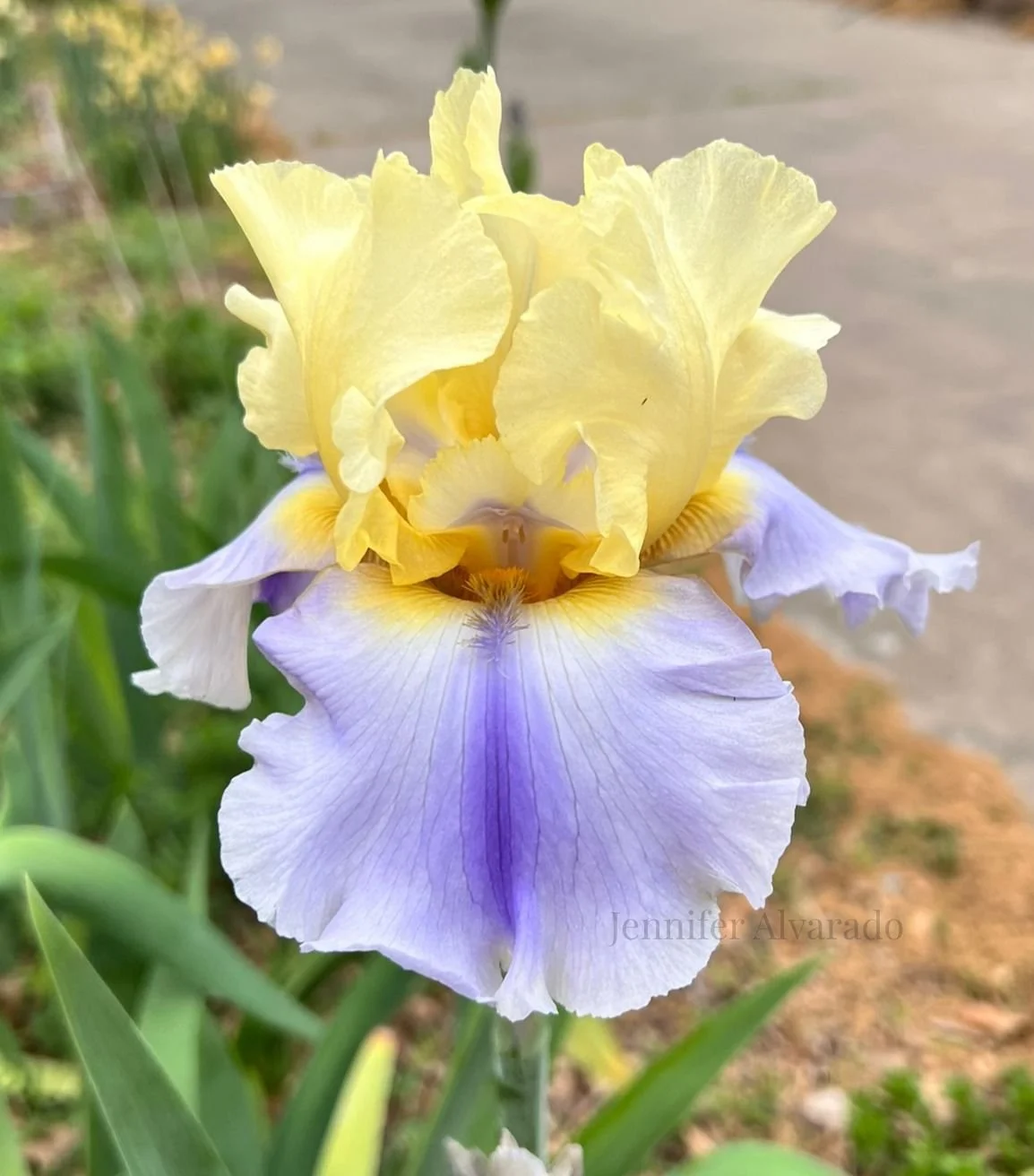 Easter Candy TB Iris