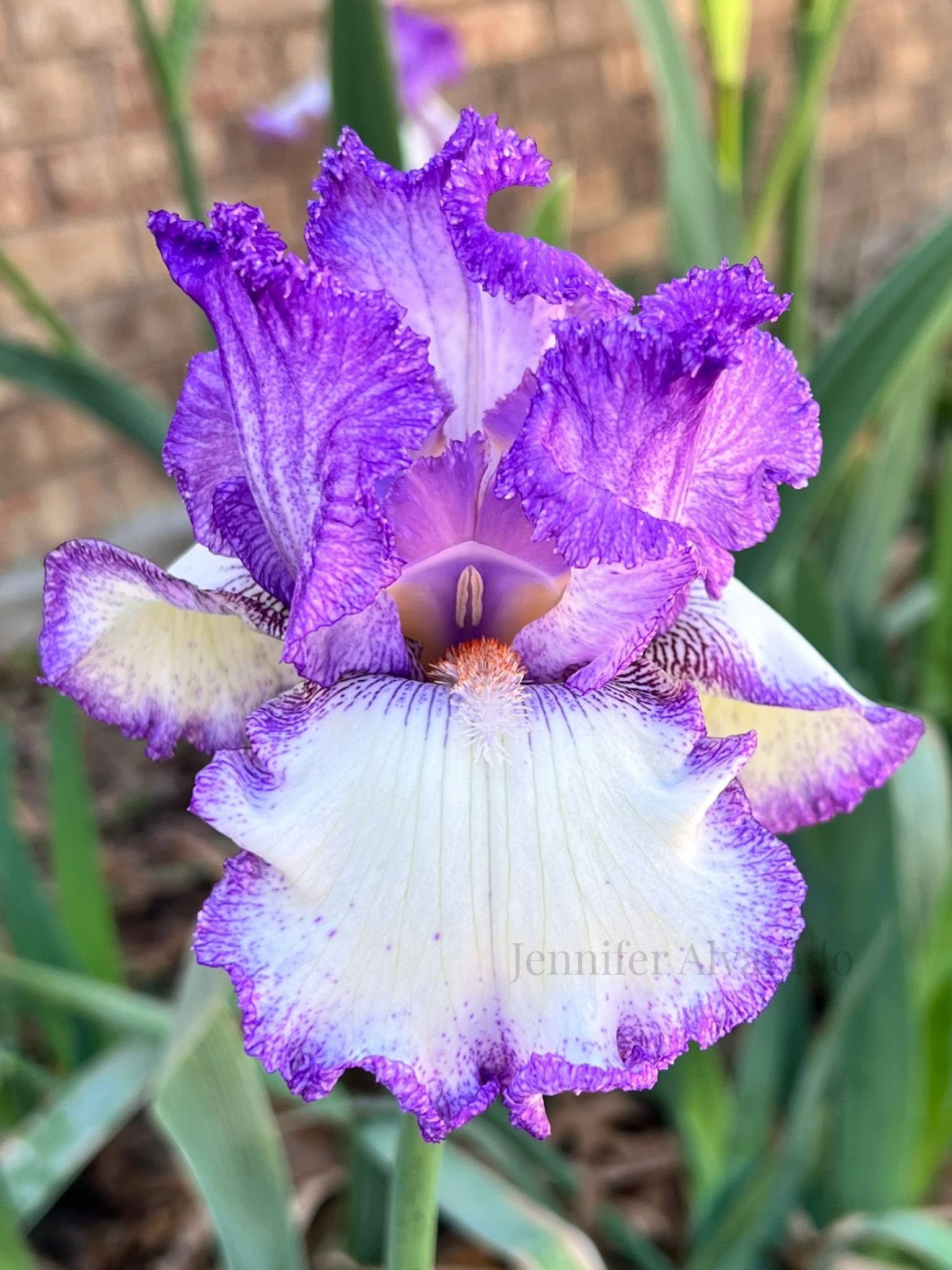 Girly Girl TB Iris- Purple bibbed beauty