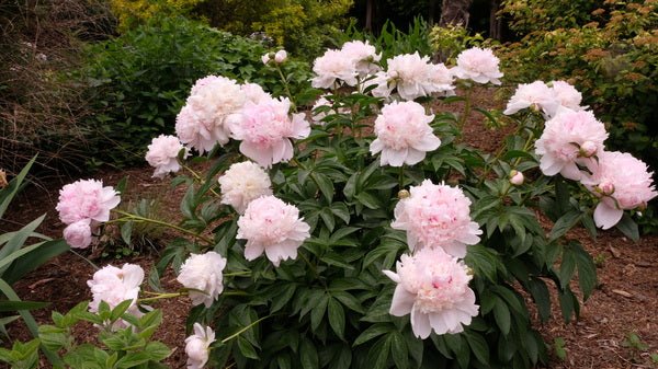 angel cheeks is a bomb shell type peony that has a fragrance. It is very productive and sits atop dark green foliage. This photo is courtesy of plant delights nursery.