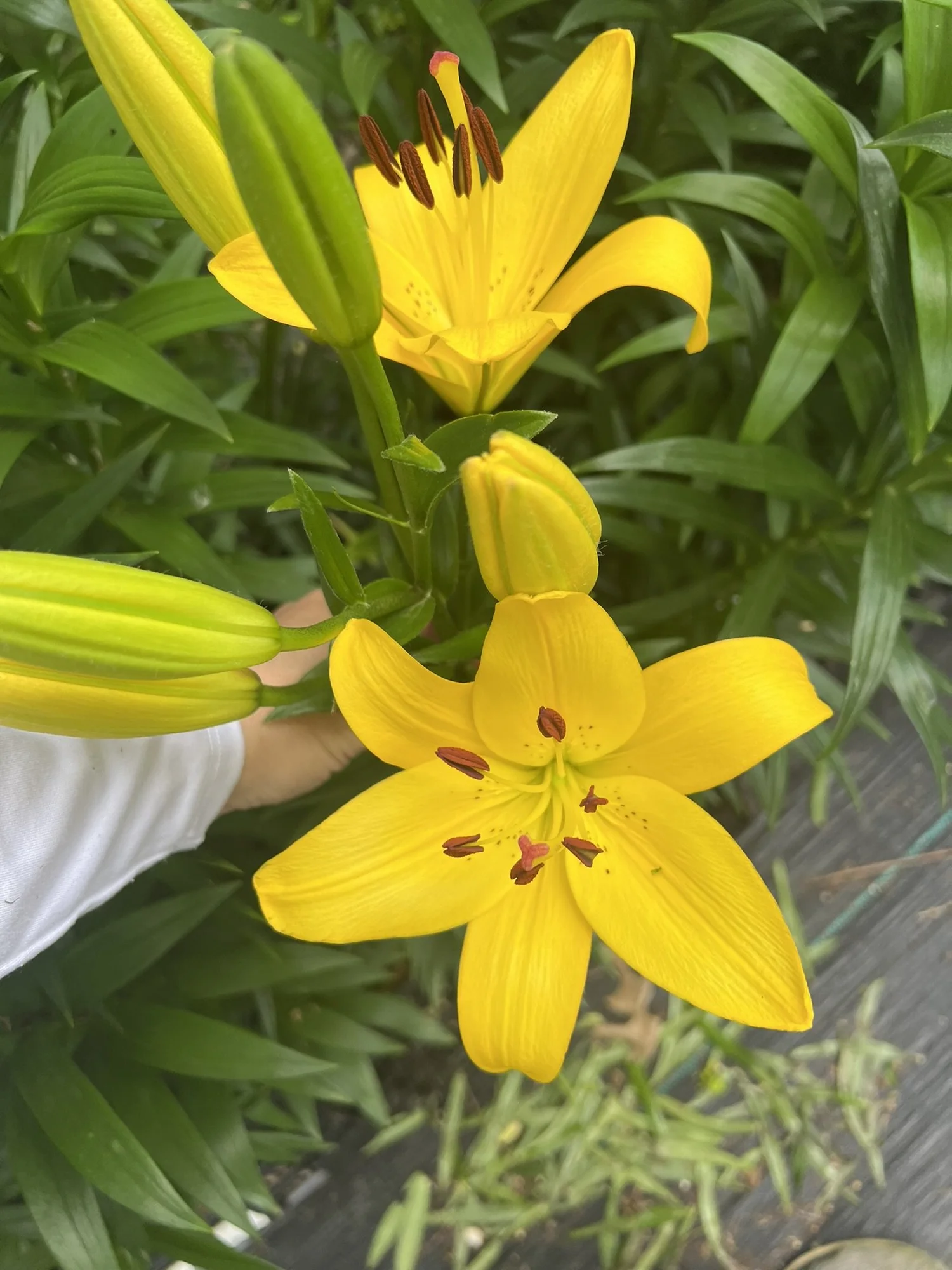 LA Hybrid Lilies- Bulk Bulb Pack for Cutting Garden — Denison Flowers