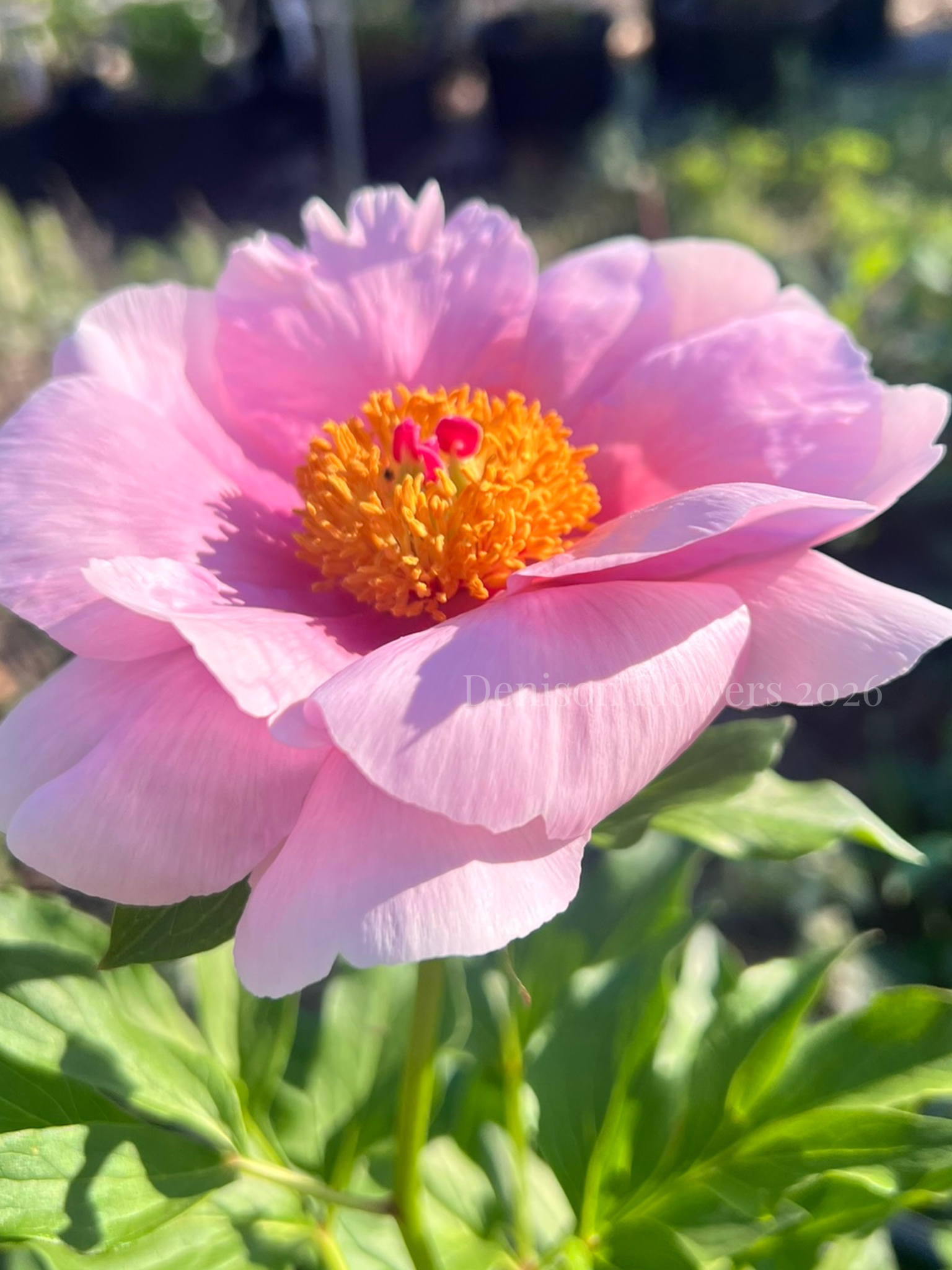Soft Salmon Saucer Peony