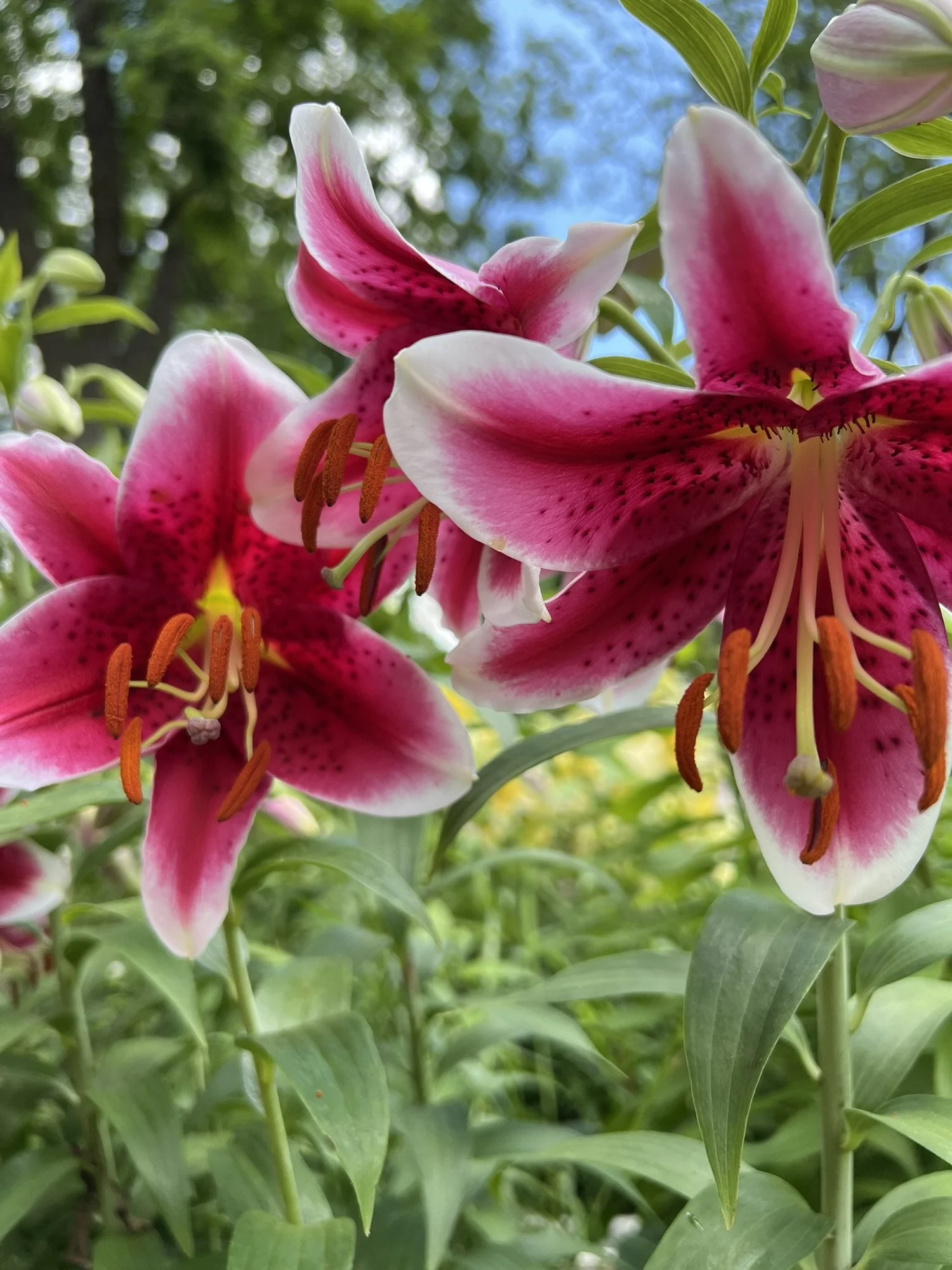 King Solomon Lily — Denison Flowers