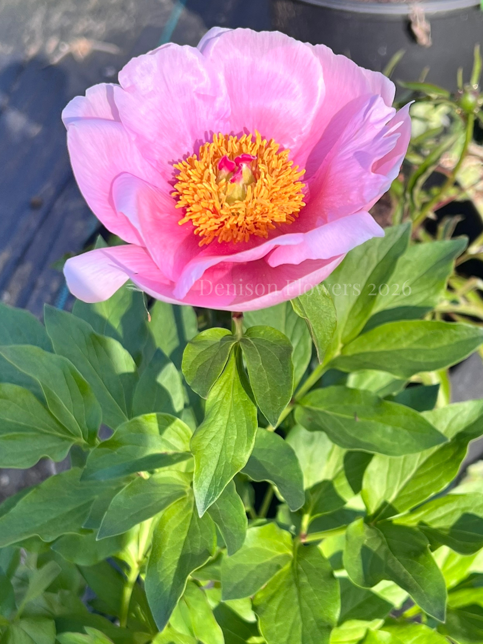 Denison Flowers 2026 (3).png