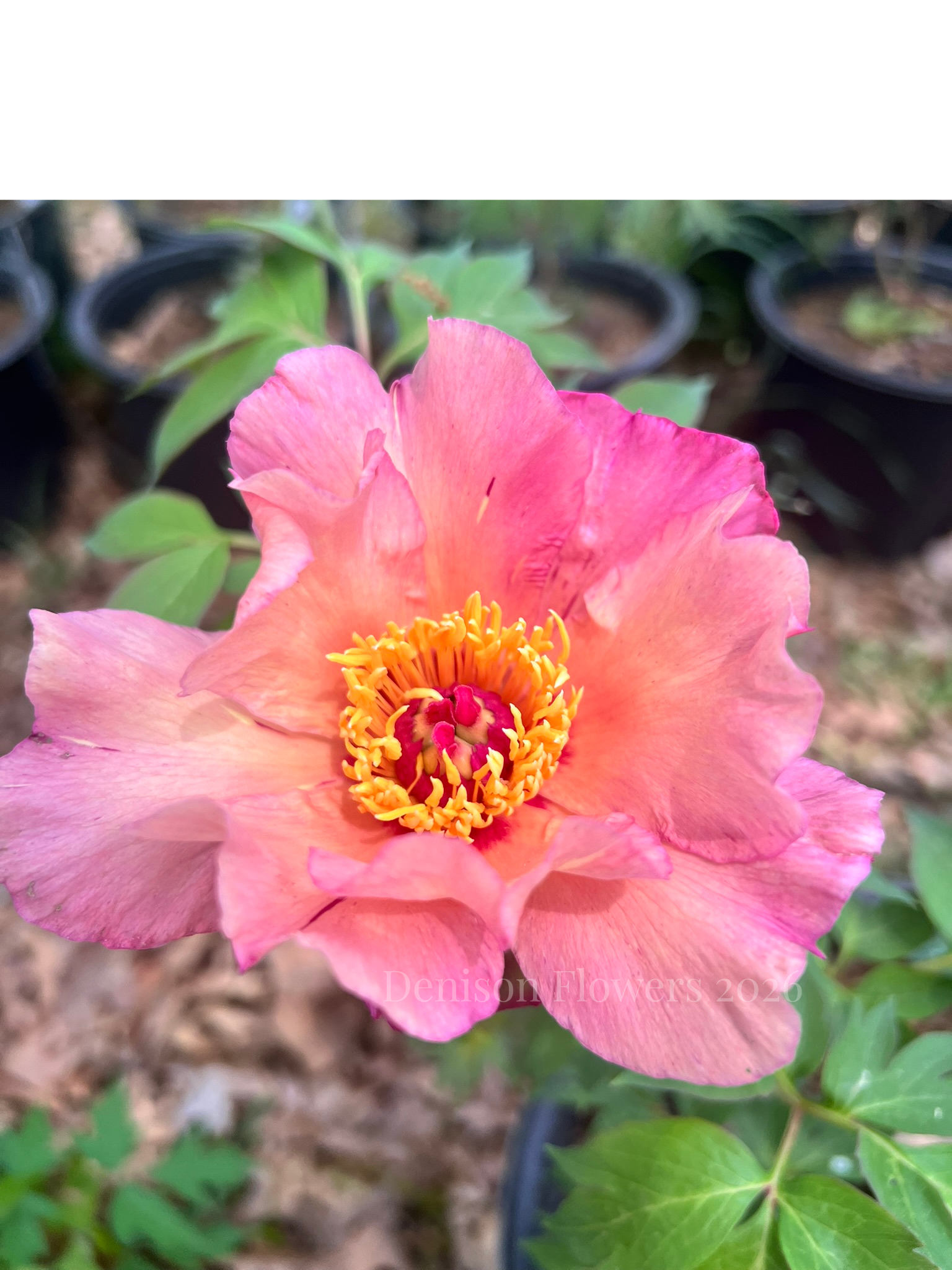 Sunshine Sensation ITOH Peony