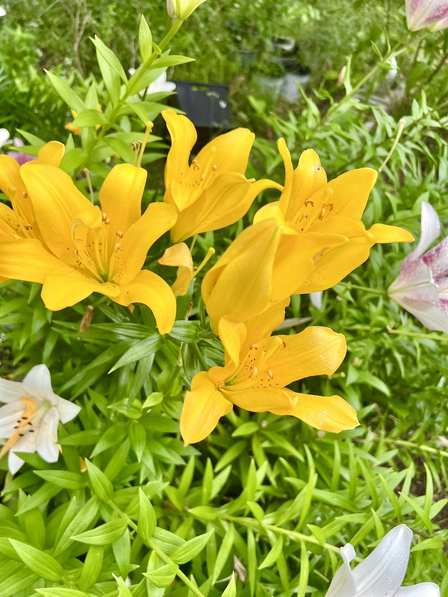 LA Hybrid Lilies- Bulk Bulb Pack for Cutting Garden — Denison Flowers