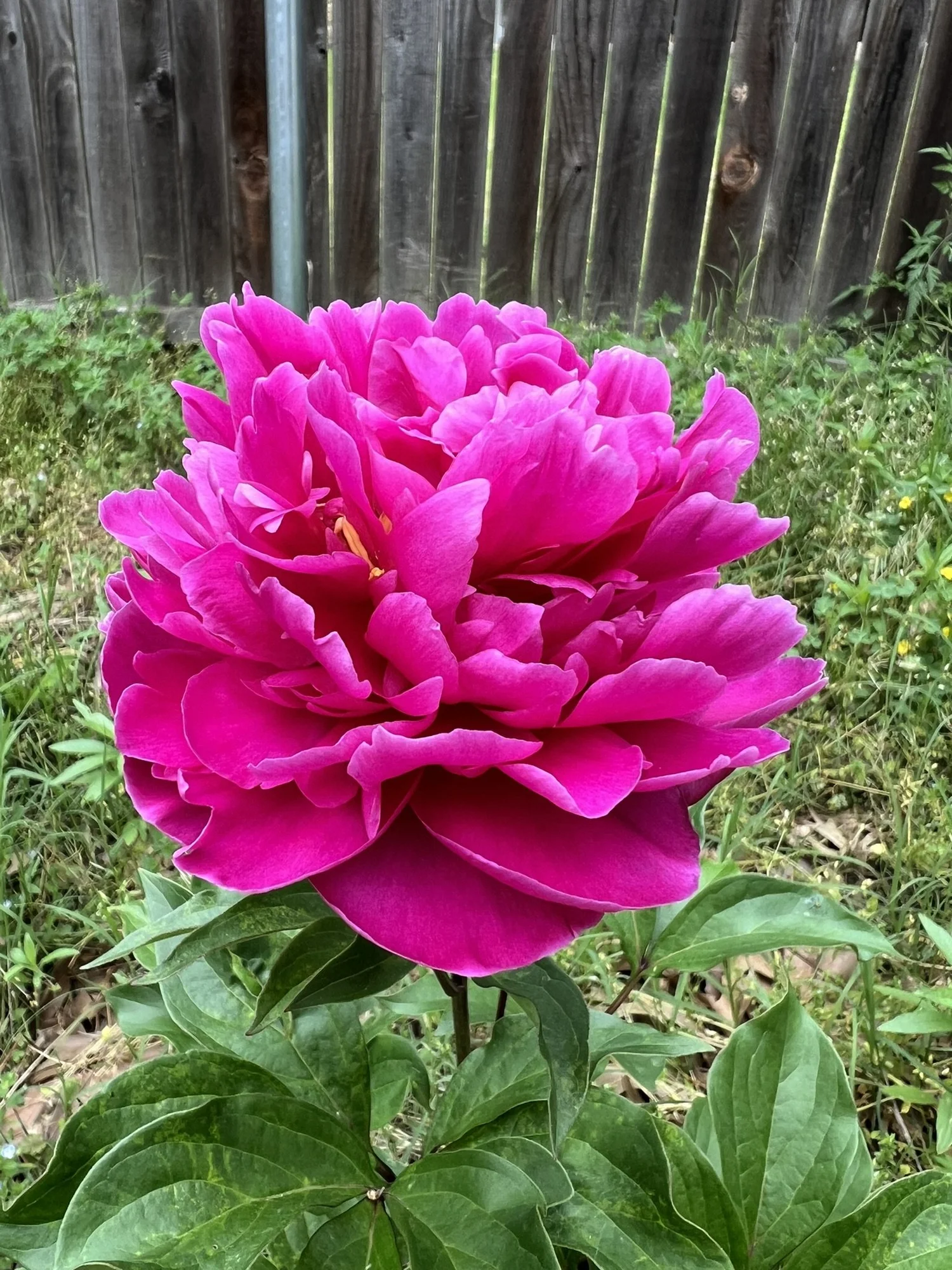 Karl Rosenfield Peony - Deep Red Blooms | Southern Heat Tolerant  Denison  Flowers