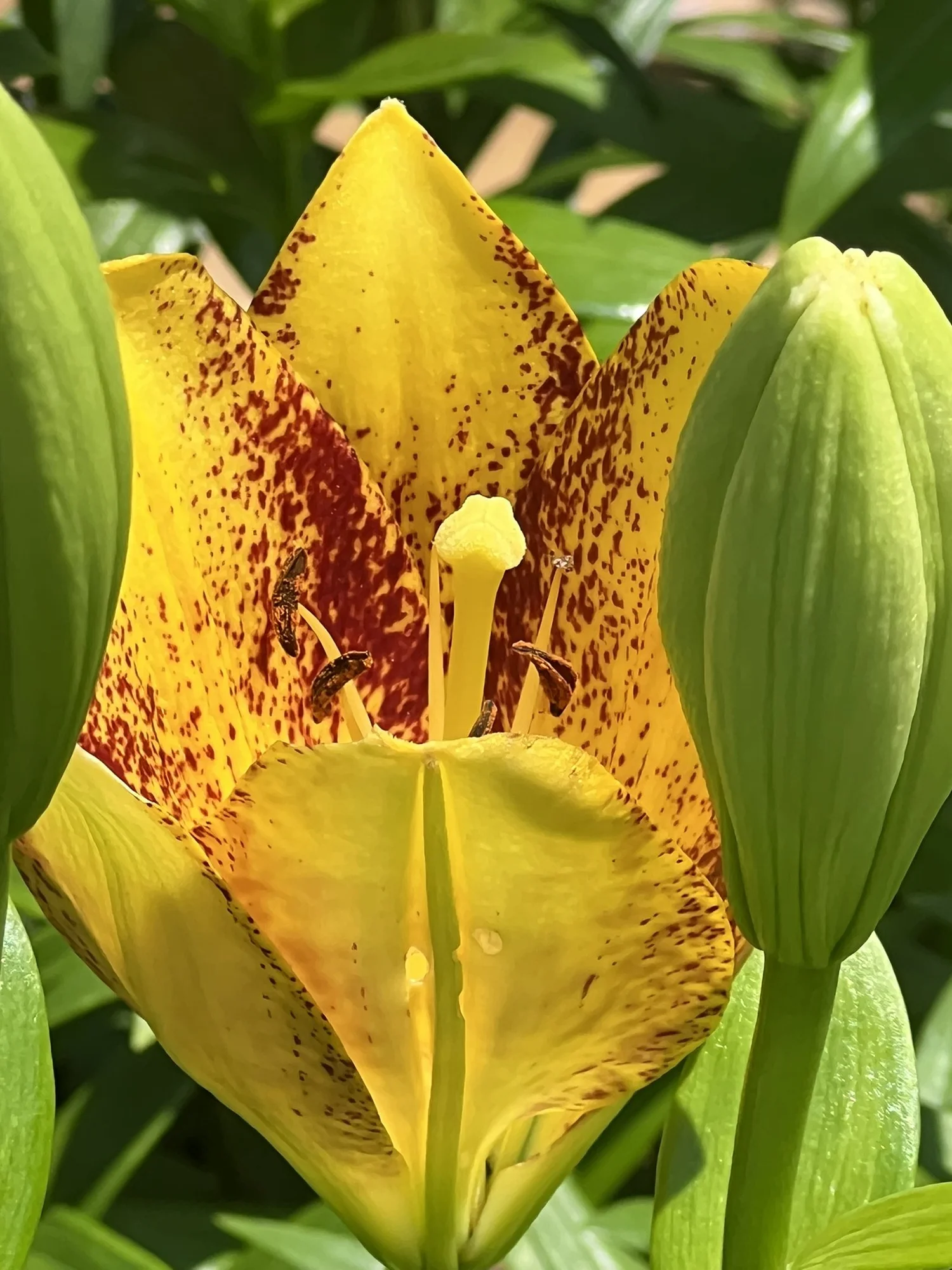 LA Hybrid Lilies- Bulk Bulb Pack for Cutting Garden — Denison Flowers
