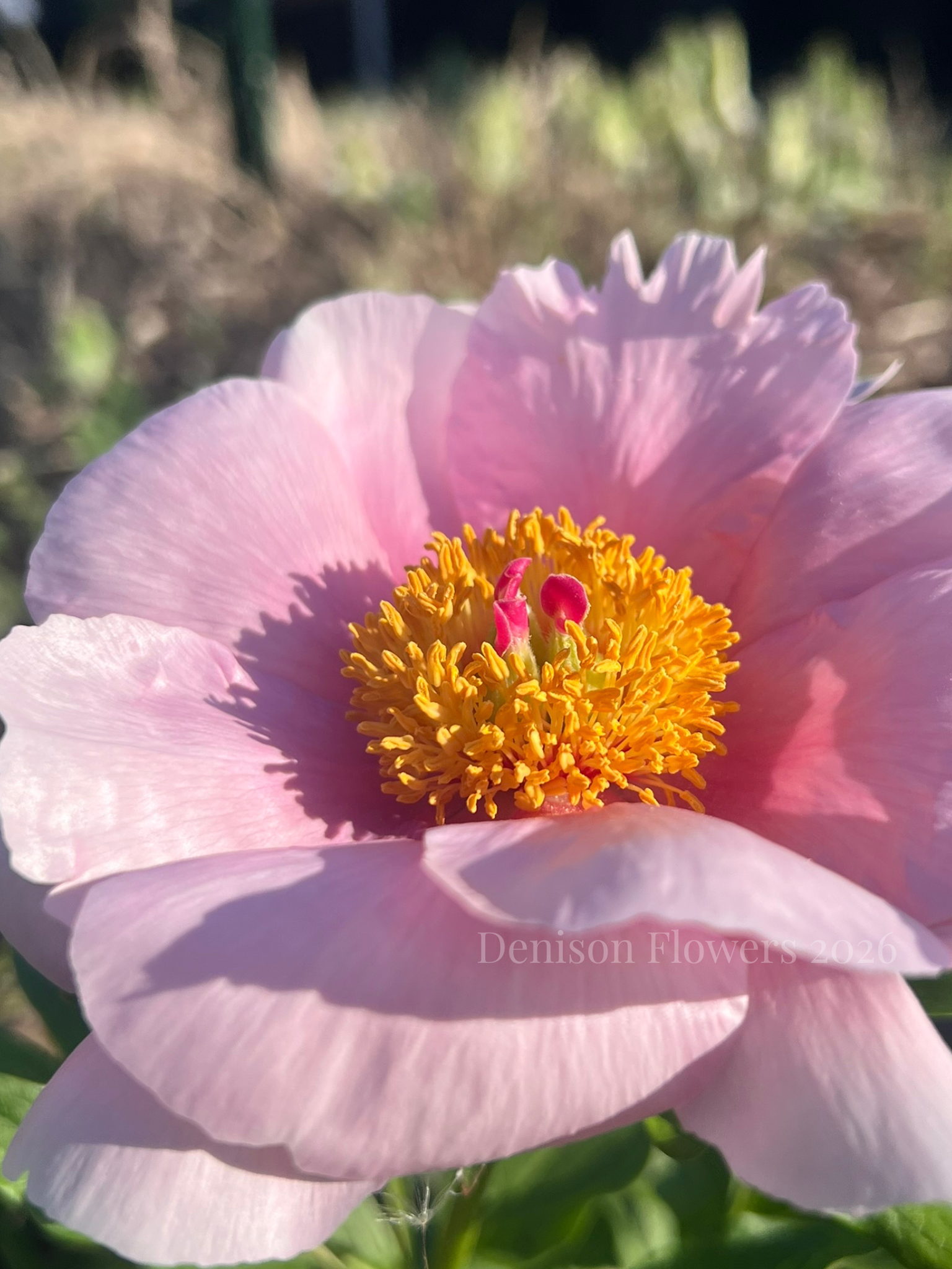 Denison Flowers 2026 (2).png