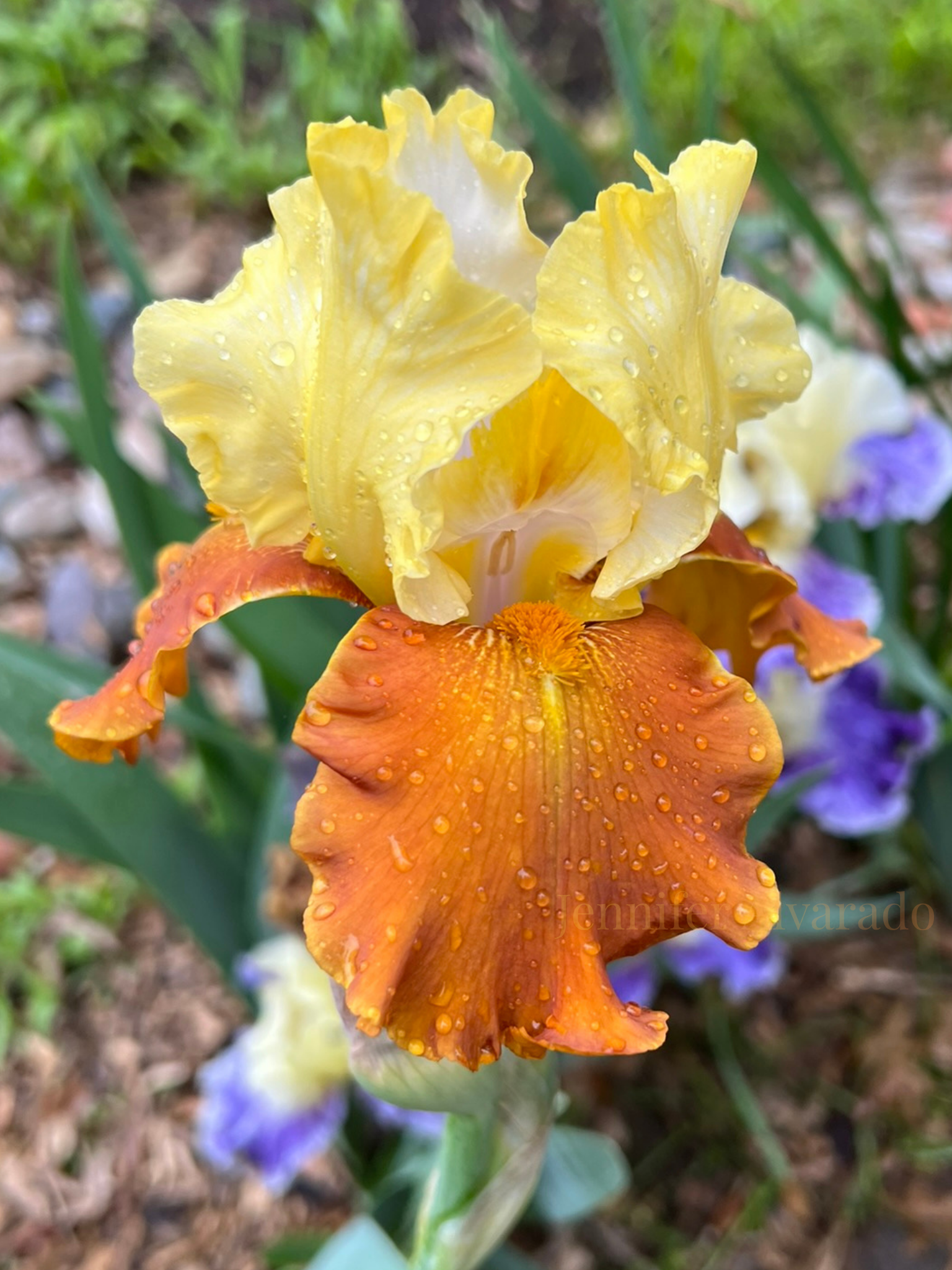 Fall Fiesta- TB Iris Earthy and Amber Tones