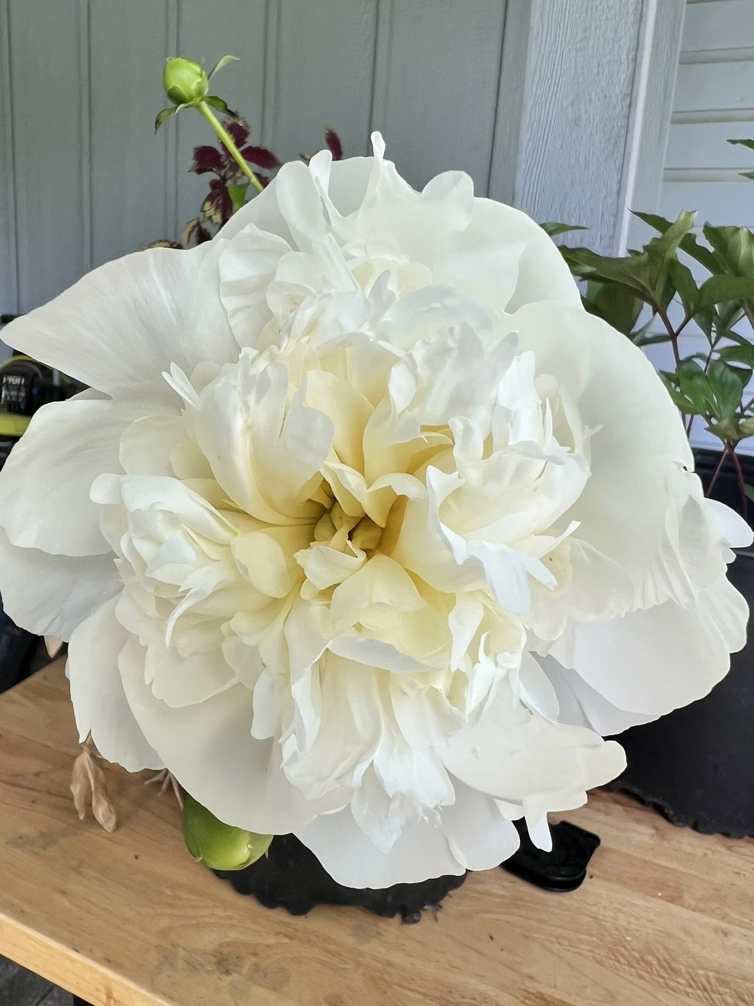 DUCHESSE DE NEMOURS-White Fragrant Peon 3/5 eye