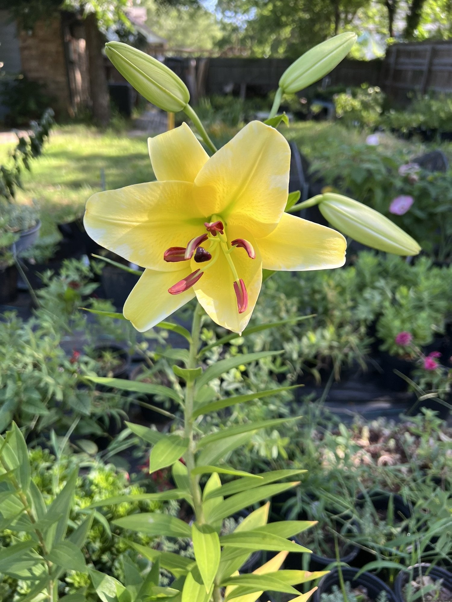 IMG_9757.JPEG?format=1500w