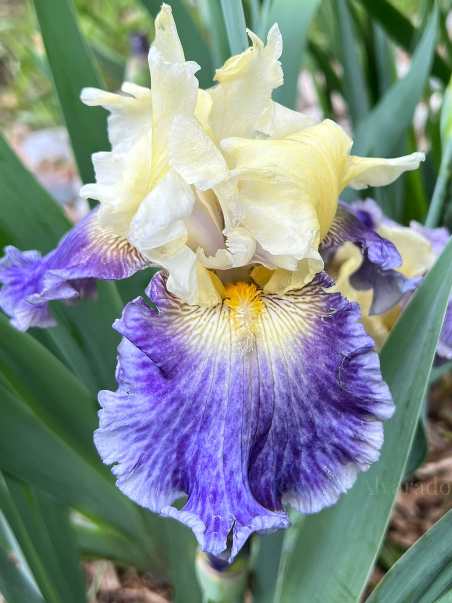 Rhizome Cowboy TB Iris