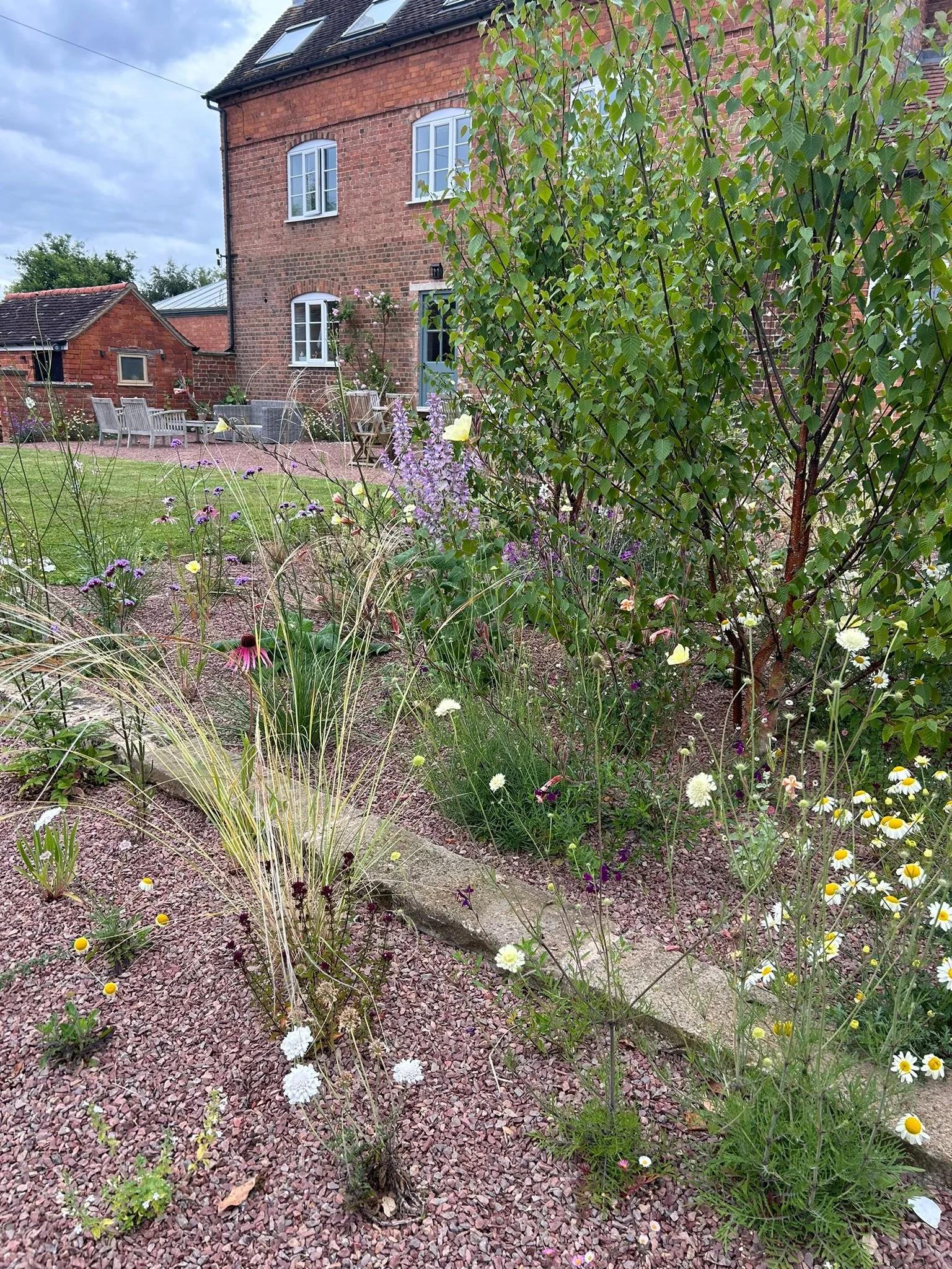 Oenethera first year.jpg