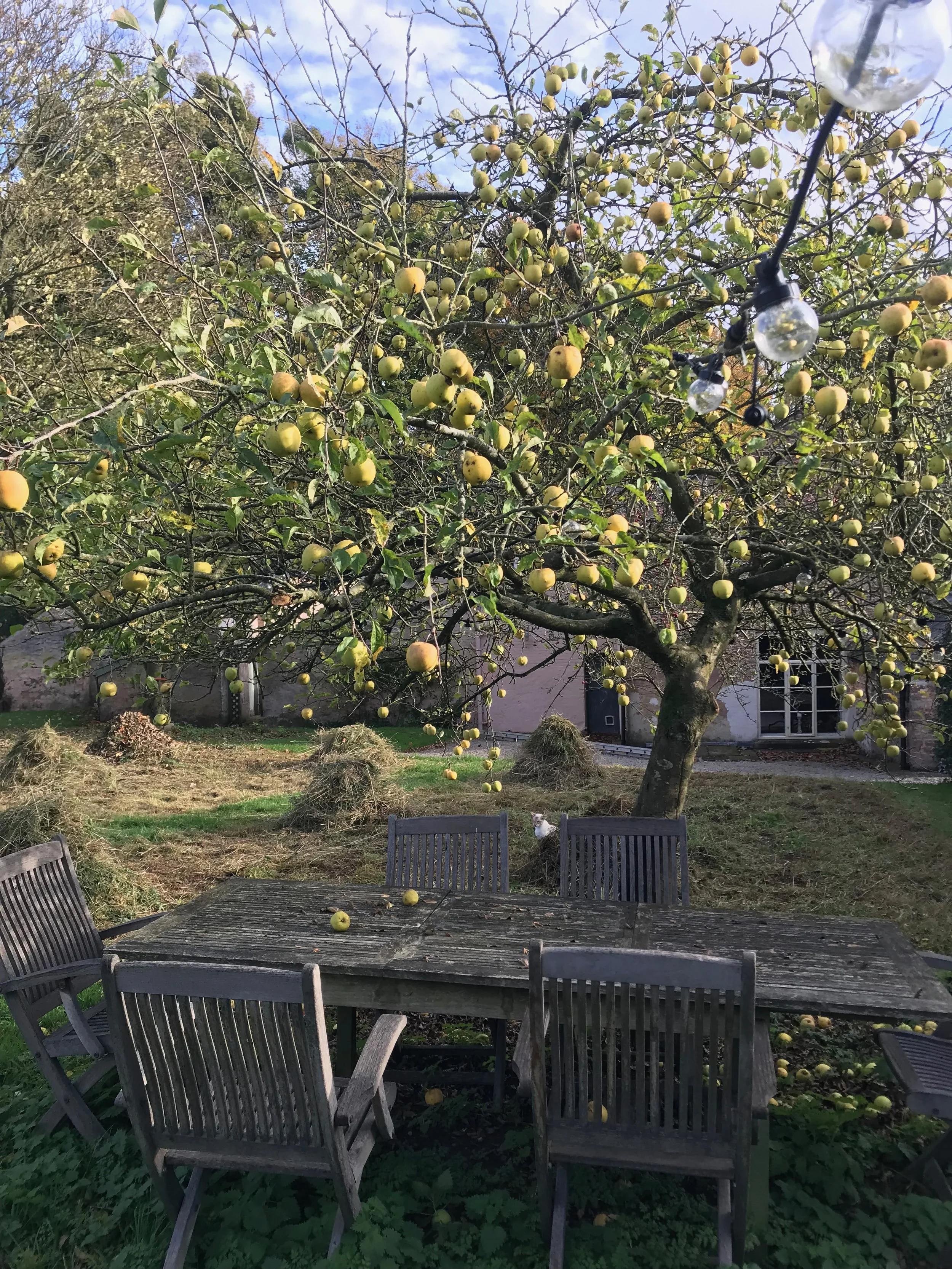 haystack apples table .jpeg