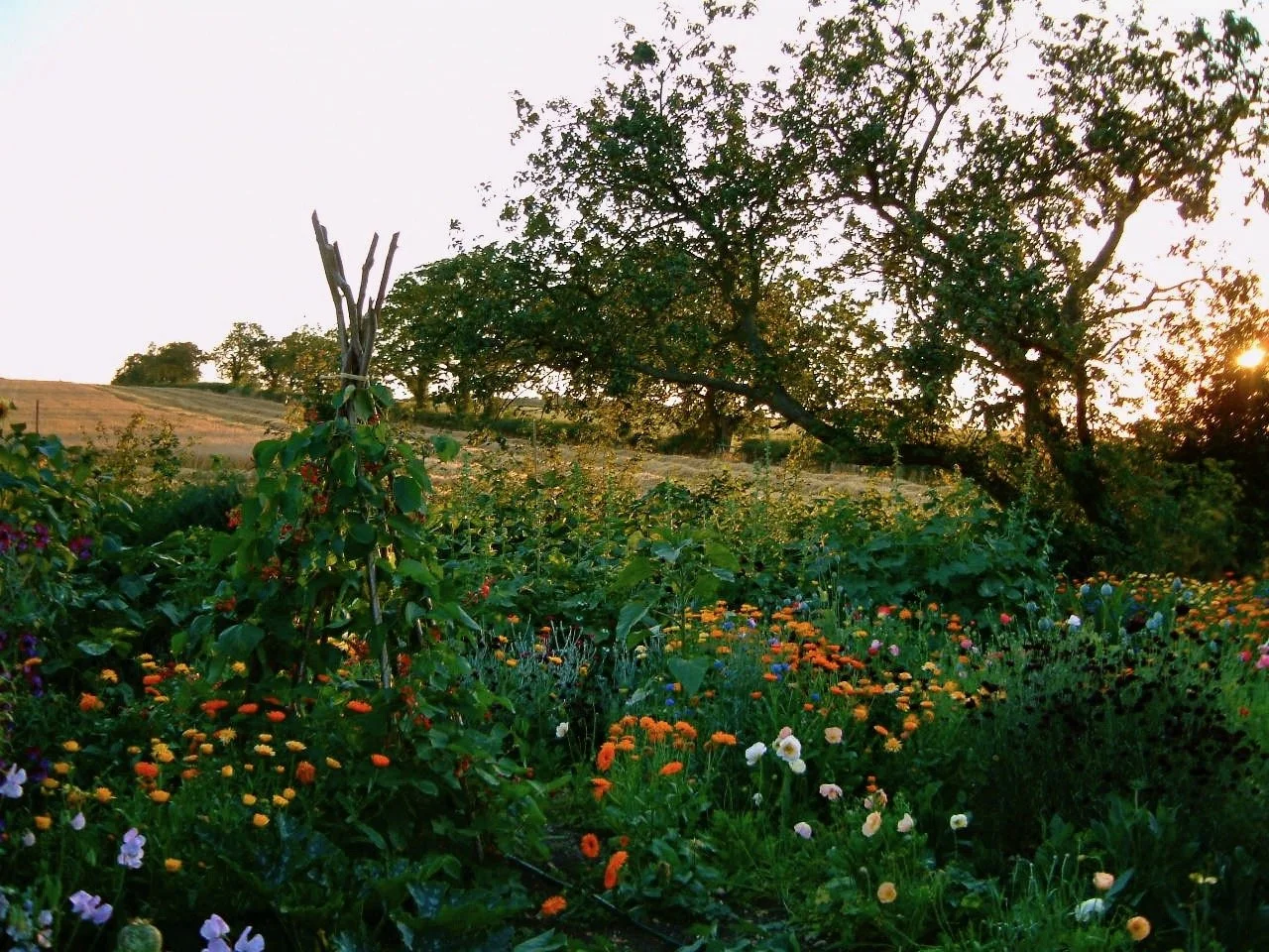 veg  garden 2002 016 (1).jpeg