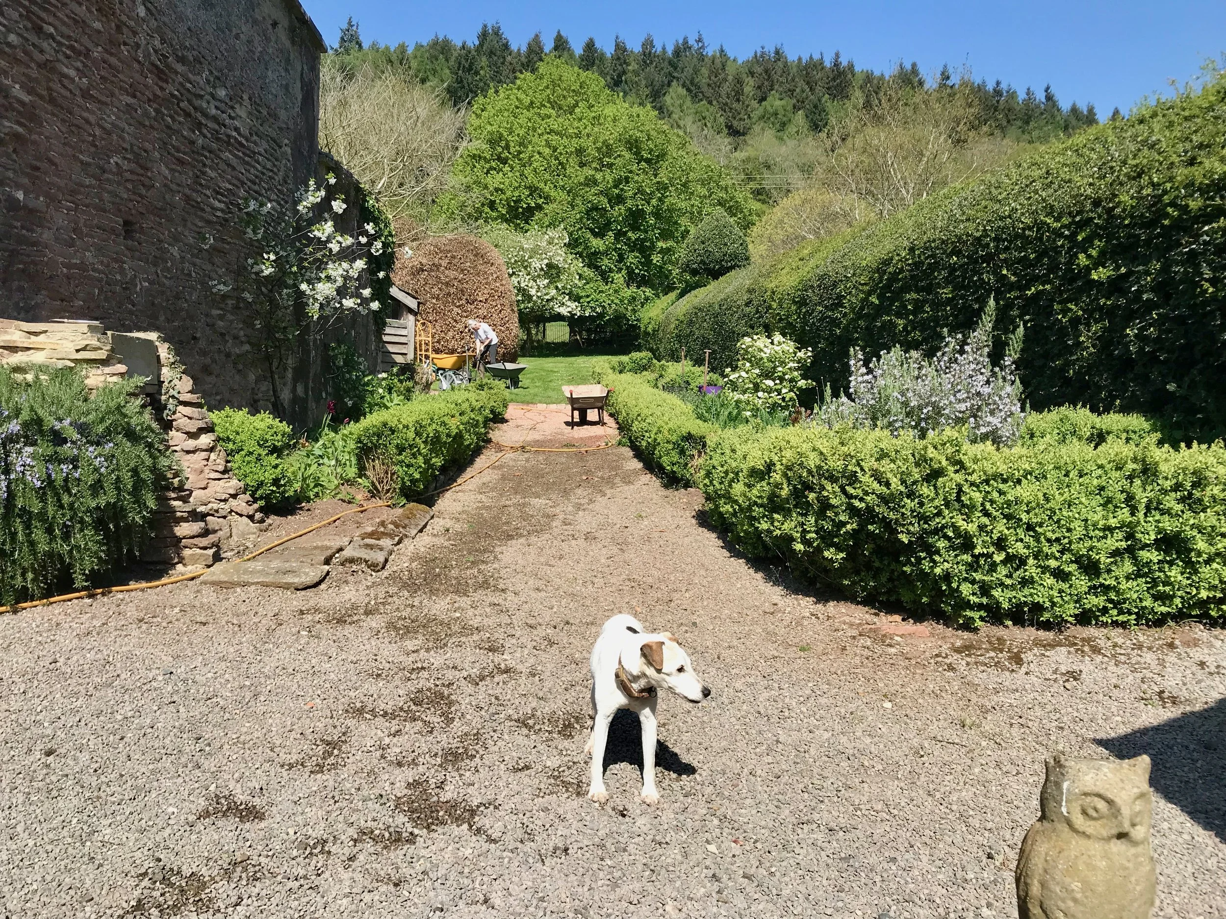 Box hedges before.jpeg