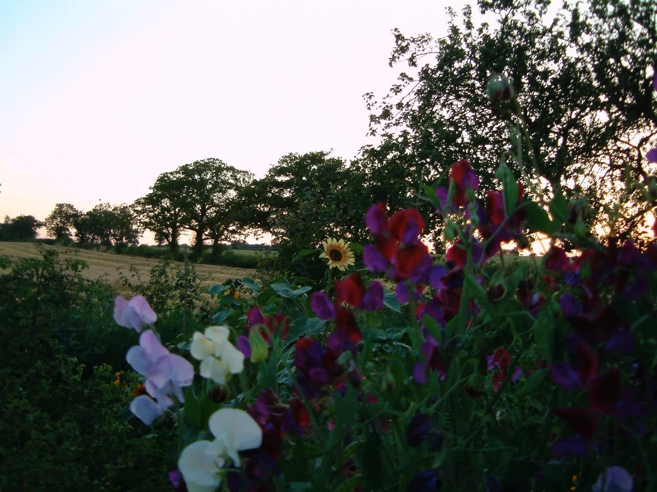 veg  garden 2002 010.jpeg