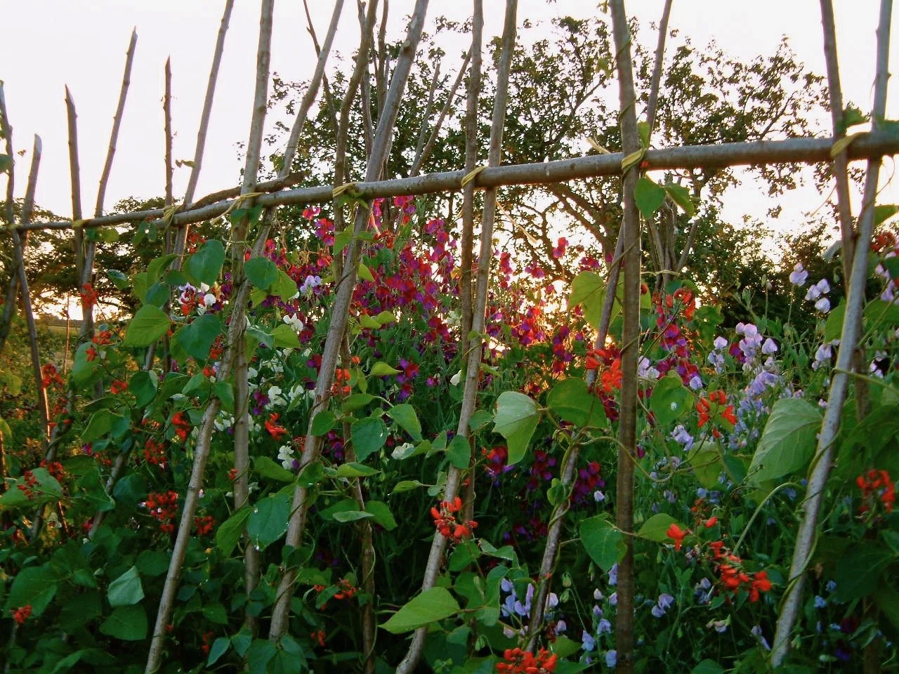 veg  garden 2002 007.jpeg