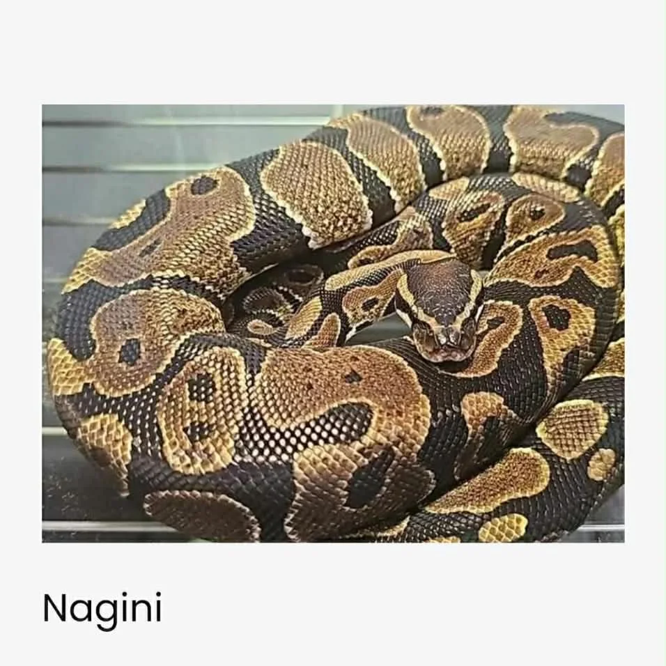 Nagini
