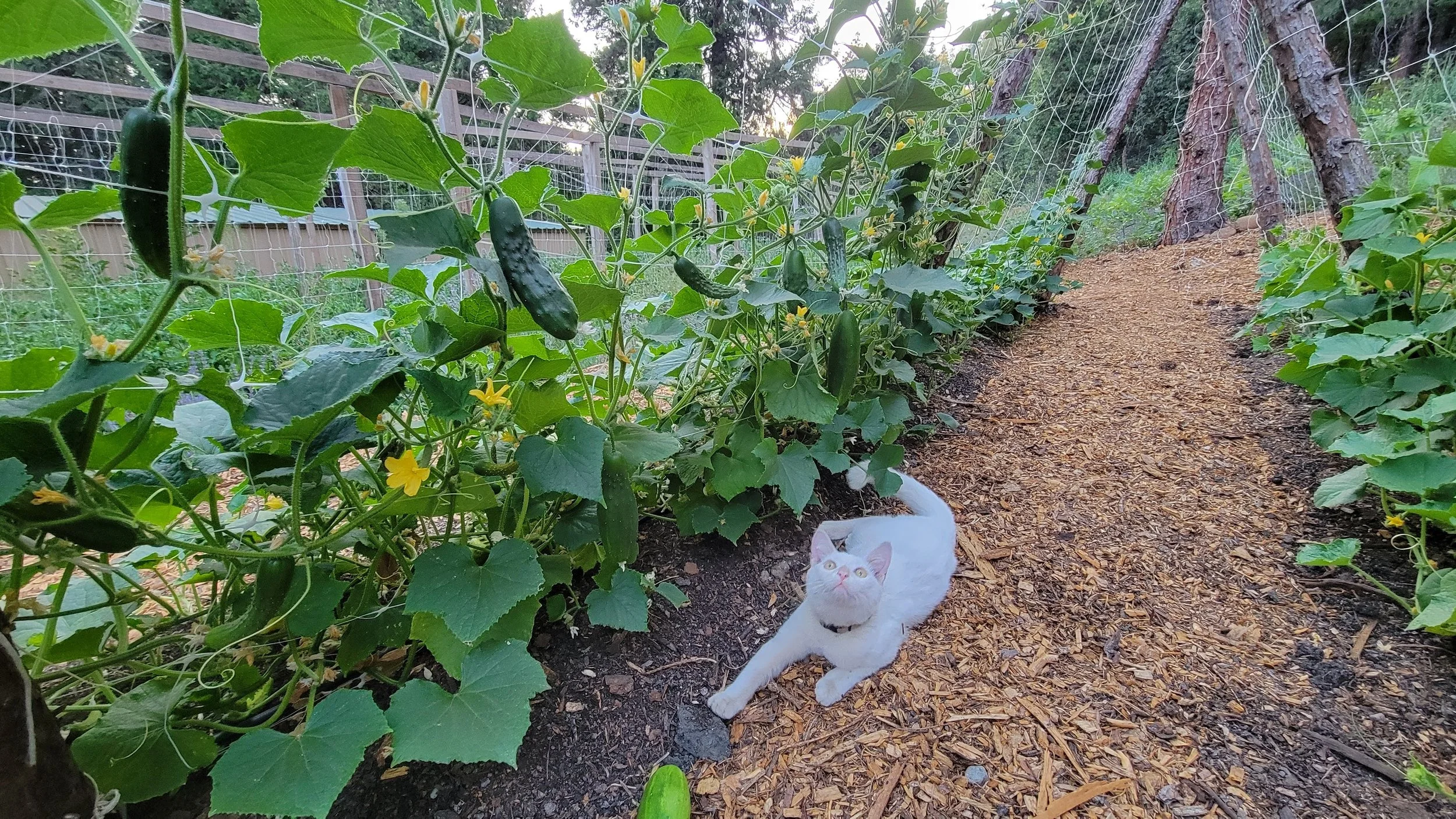 cucumber tunnel.jpg