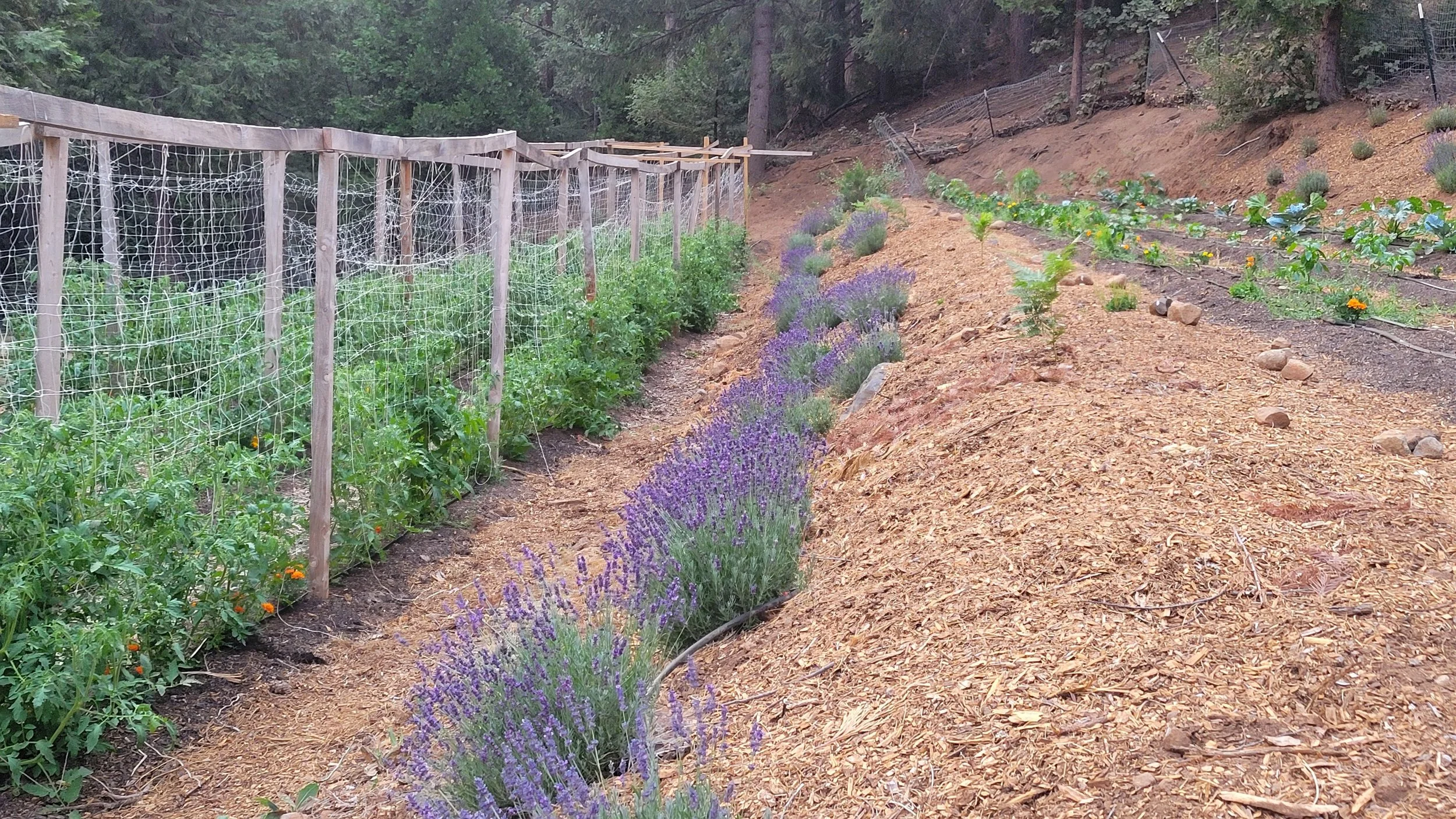 lavender rows1.jpg