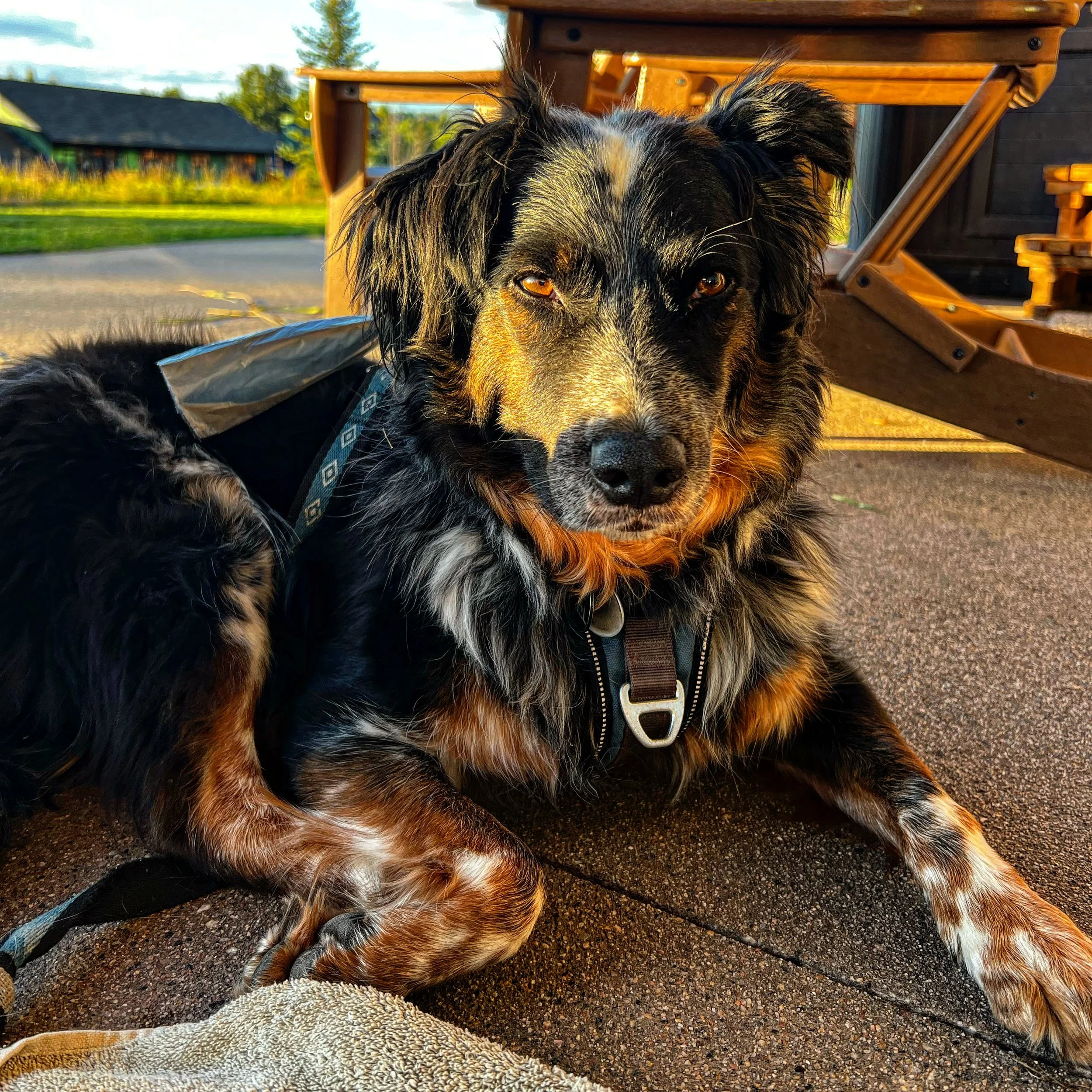 Powder Paws Premium Pet Care Services Steamboat Springs, CO